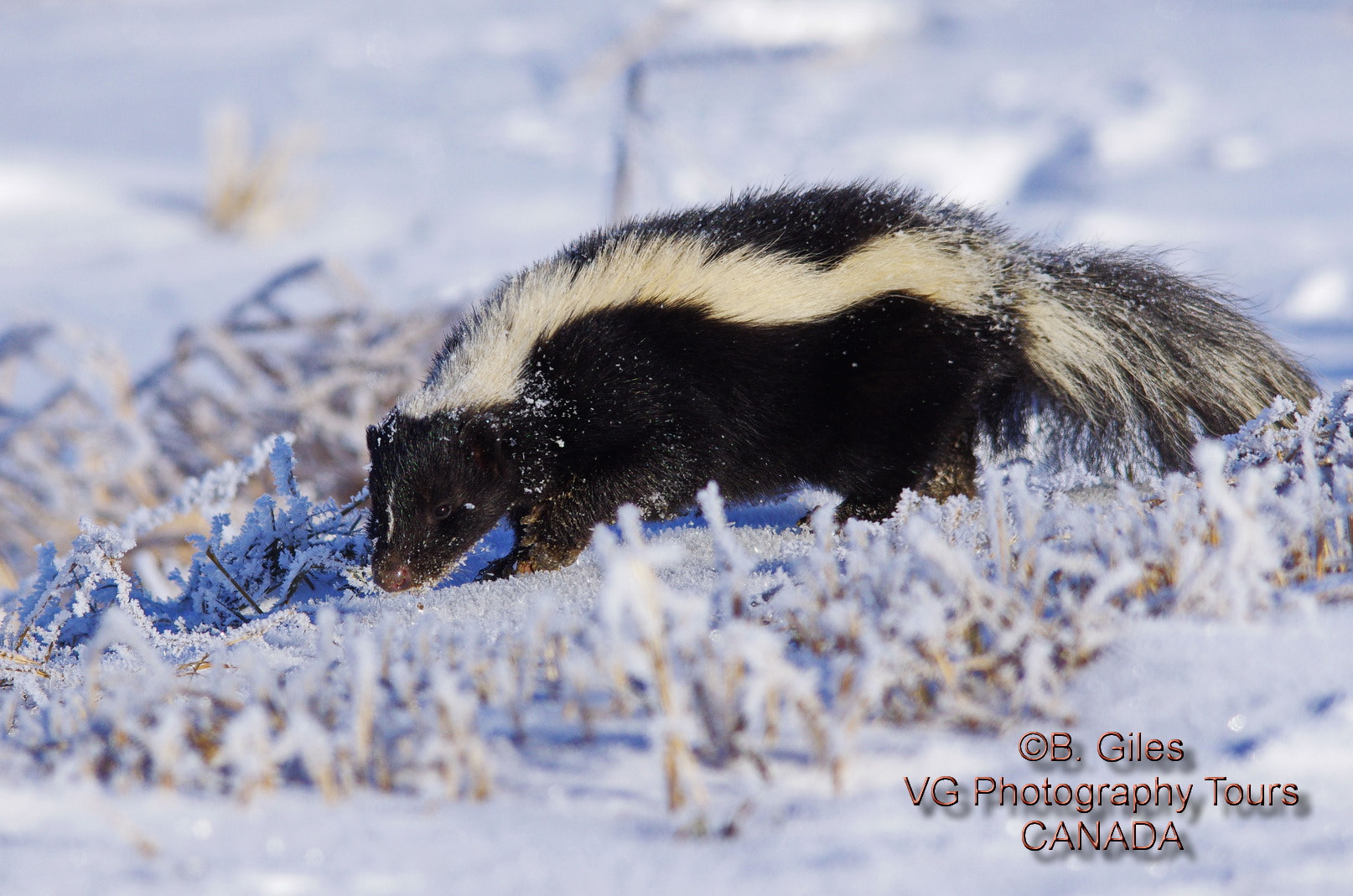 Sigma 150-500mm F5-6.3 DG OS HSM sample photo. Winter foraging photography