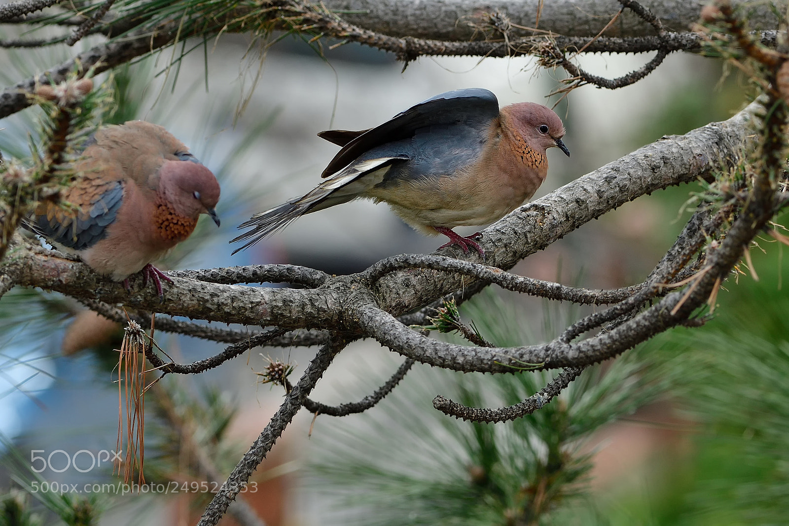 Nikon D500 sample photo. Eurasian collared dove photography