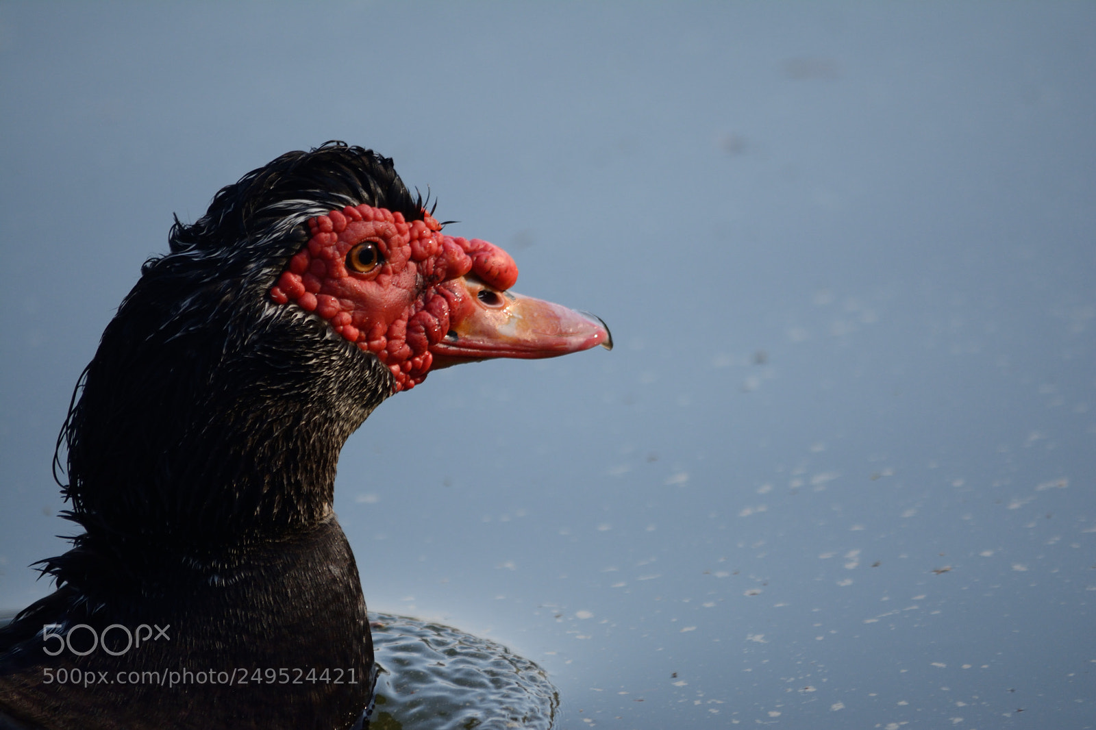 Nikon D7100 sample photo. Duck photography