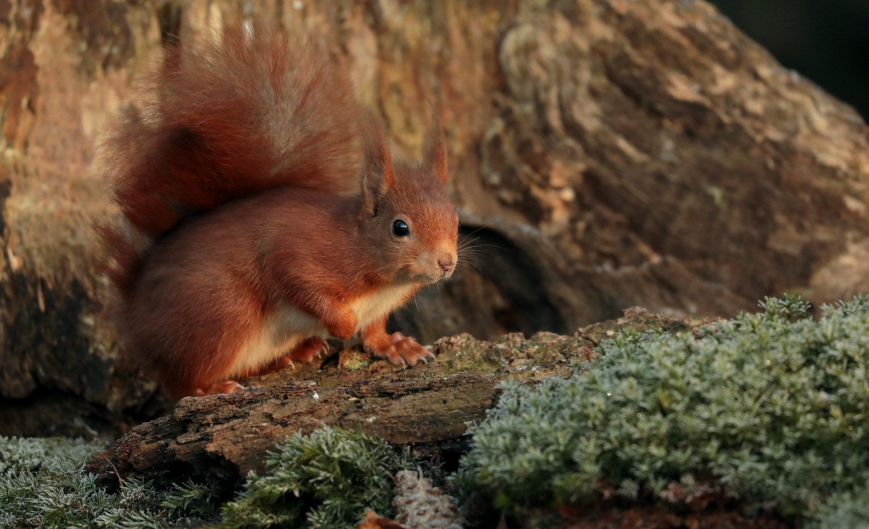 Canon EOS 5D Mark IV sample photo. The squirrel photography