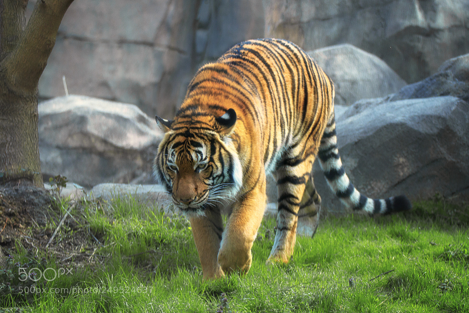Canon EOS 70D sample photo. Tiger photography