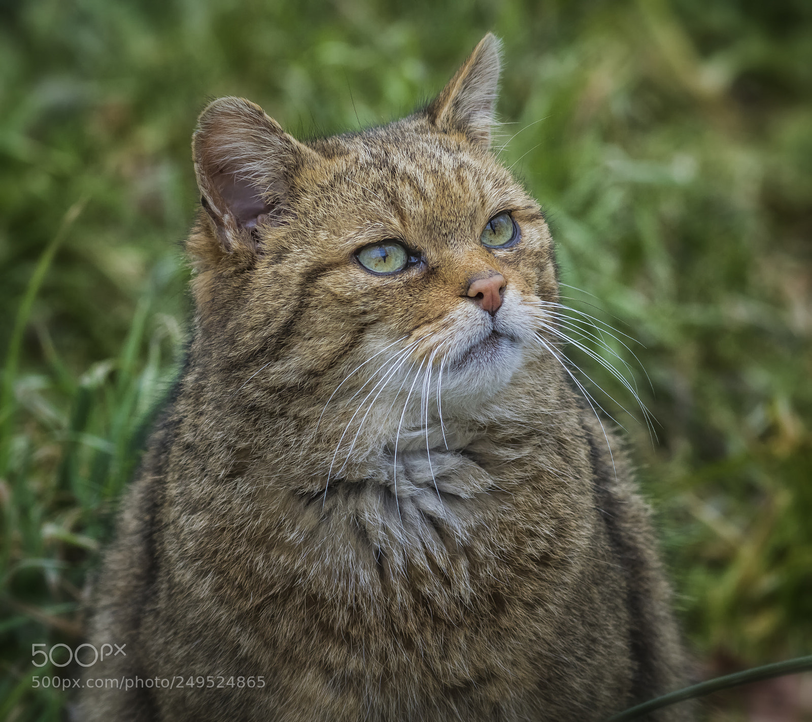 Canon EOS 7D sample photo. Wildcat portrait 2 photography
