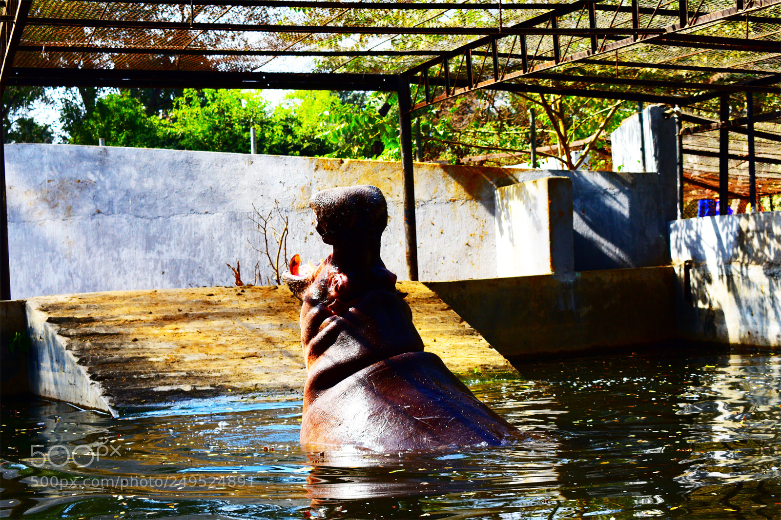 Nikon D3400 sample photo. Hippo hope photography