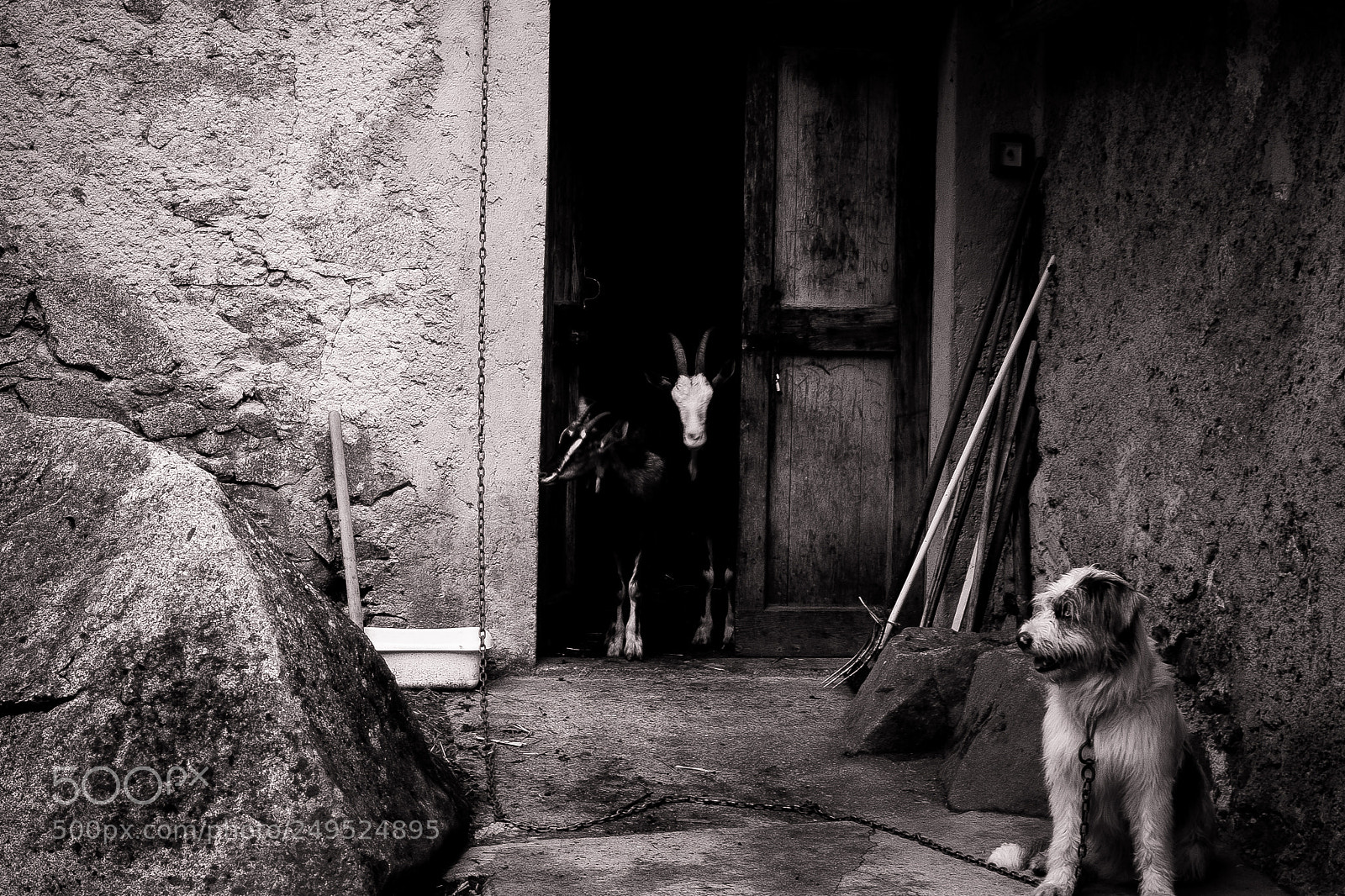 Fujifilm X-M1 sample photo. Unexpected visitor photography