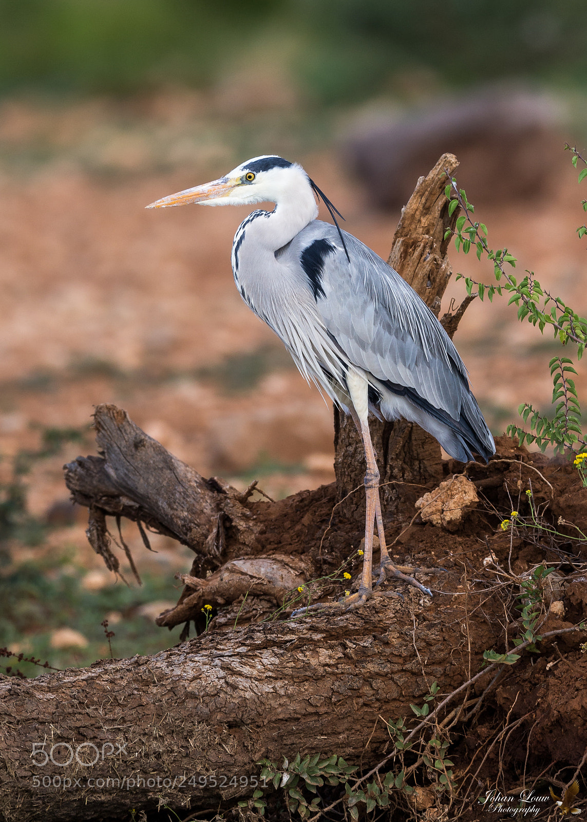 Canon EOS-1D X sample photo. Grey heron photography