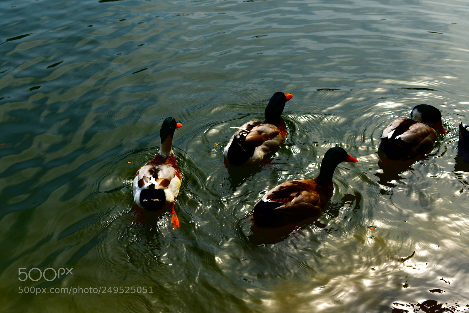 Nikon D3400 sample photo. What the duck photography