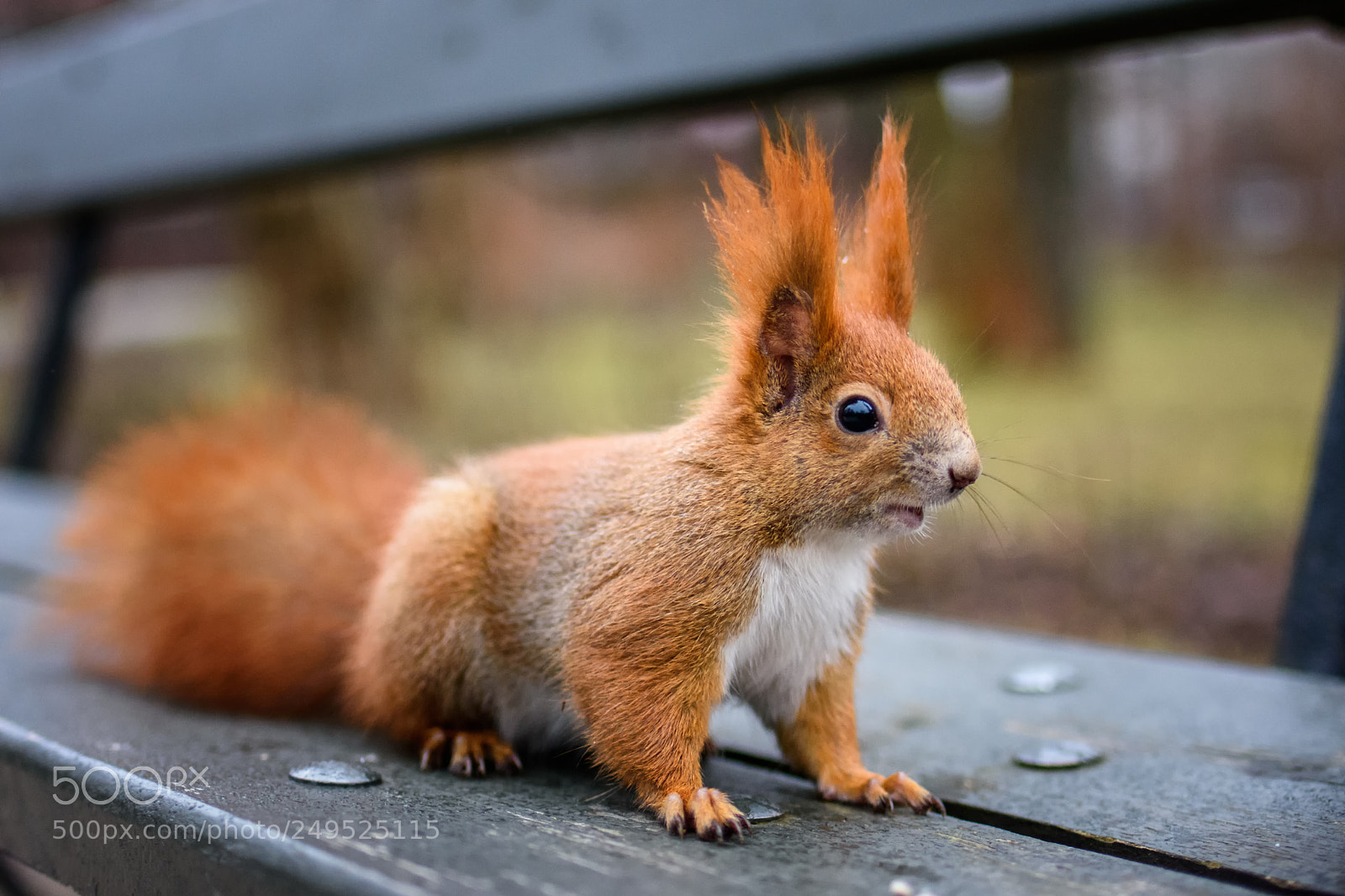 Nikon D7200 sample photo. The squirrel sphinx photography