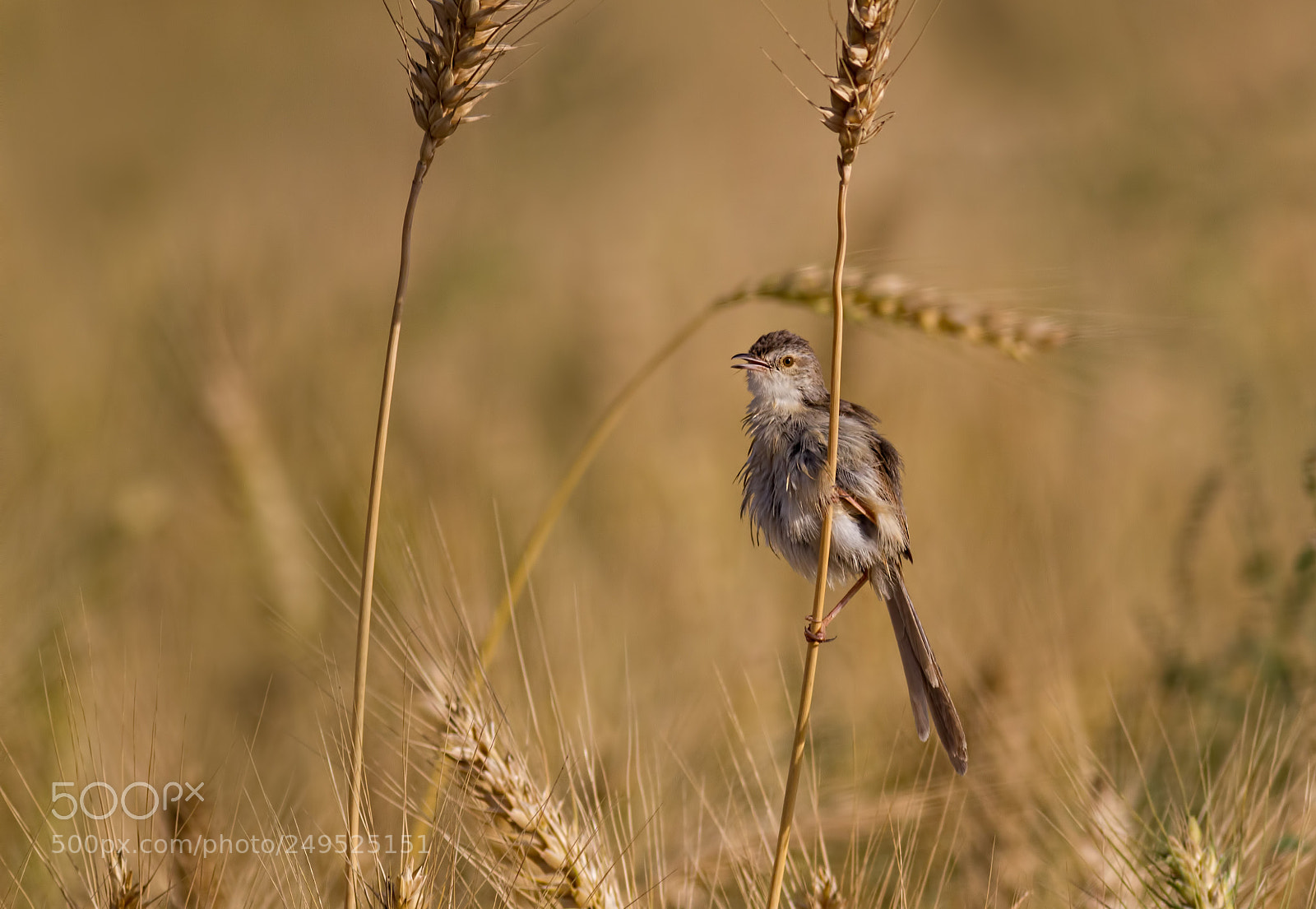 Canon EOS 7D sample photo. Plain prinia... photography
