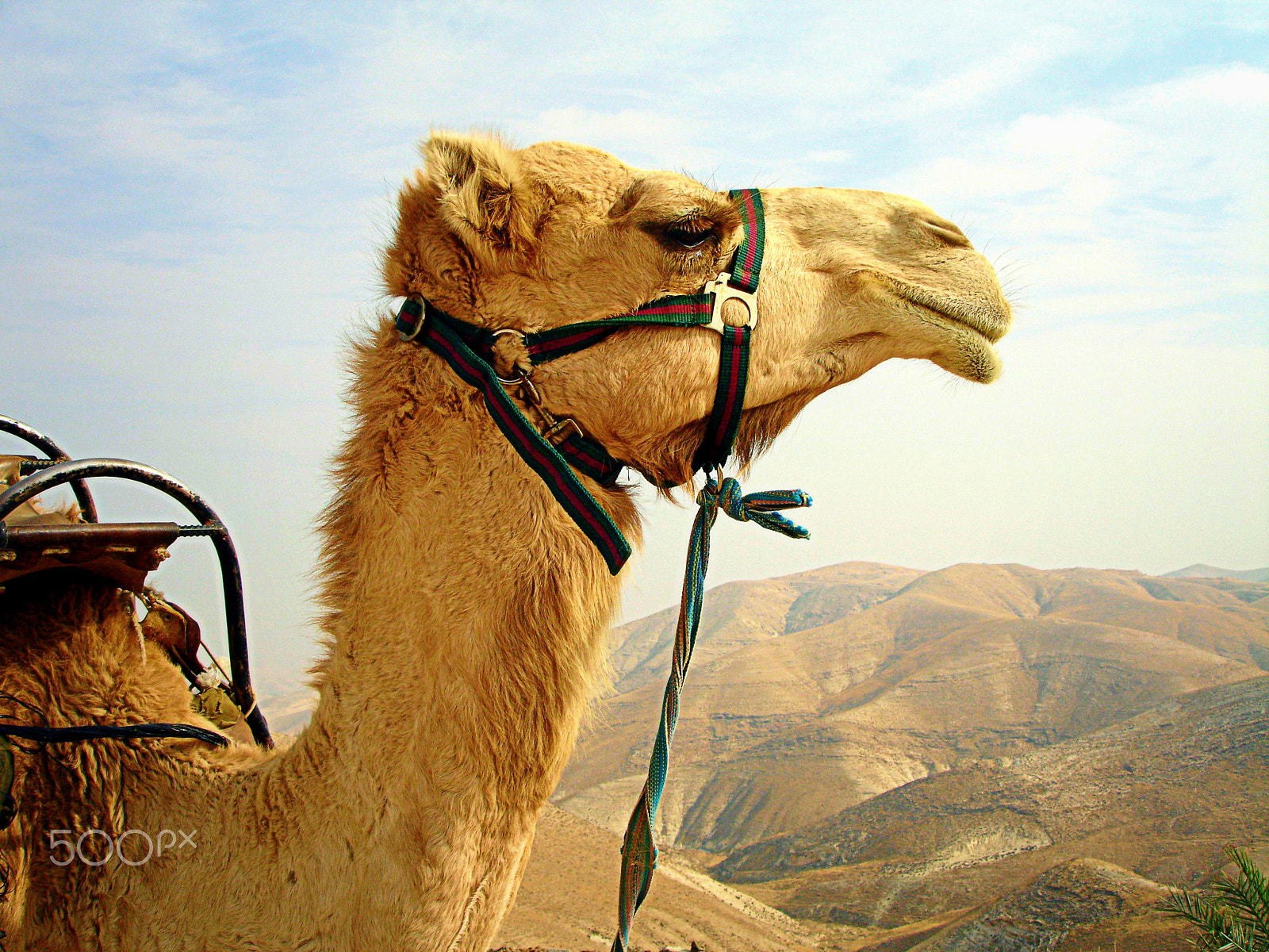 Sony DSC-P200 sample photo. Camel photography