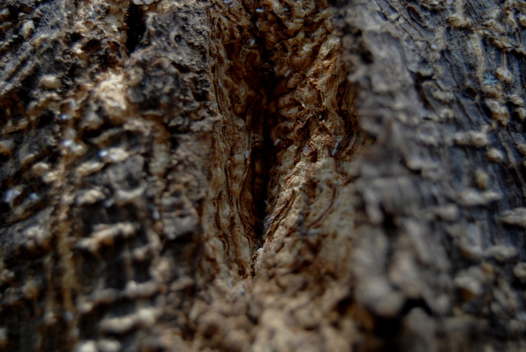 Nikon D40X sample photo. Broken photography