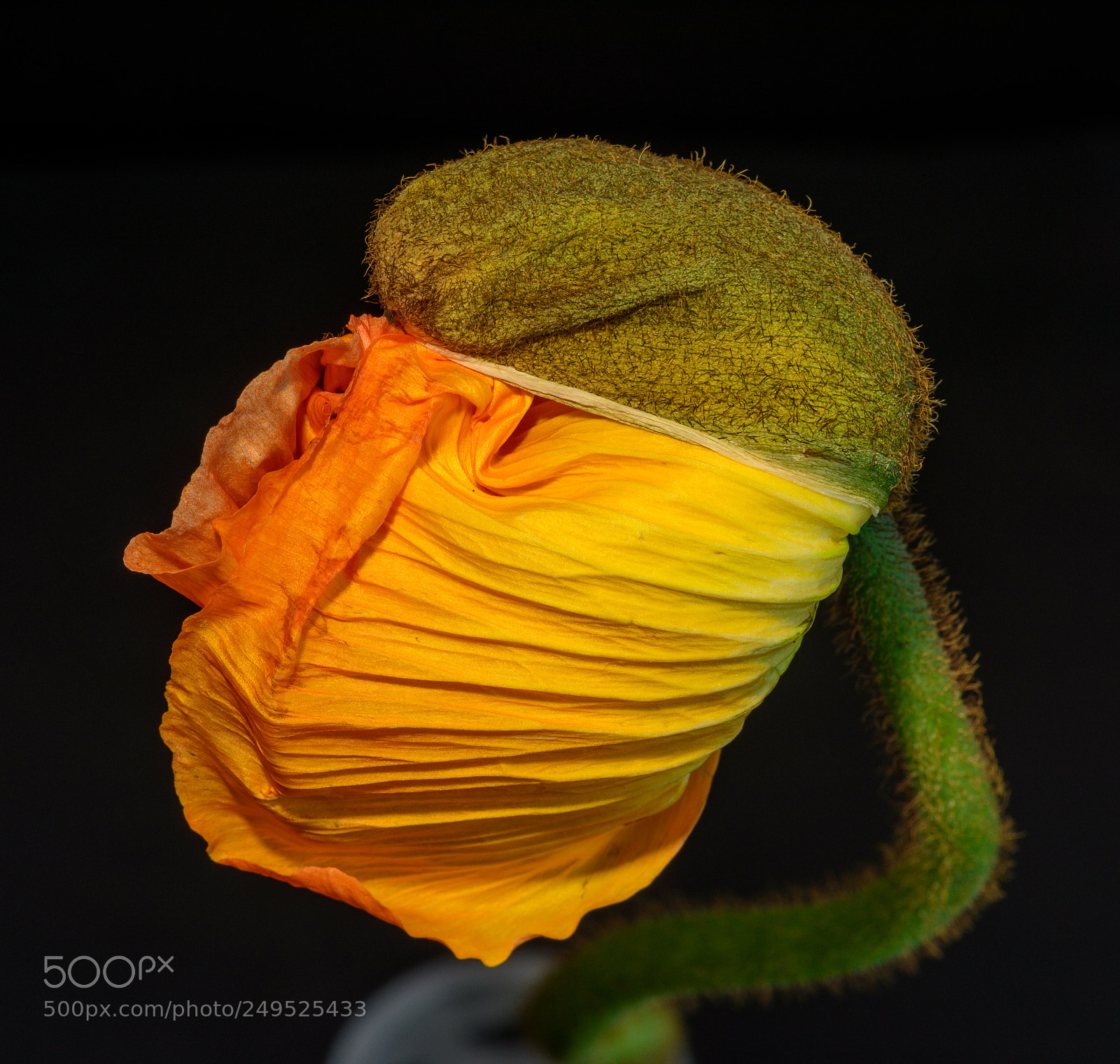 Nikon D810 sample photo. Hat on photography