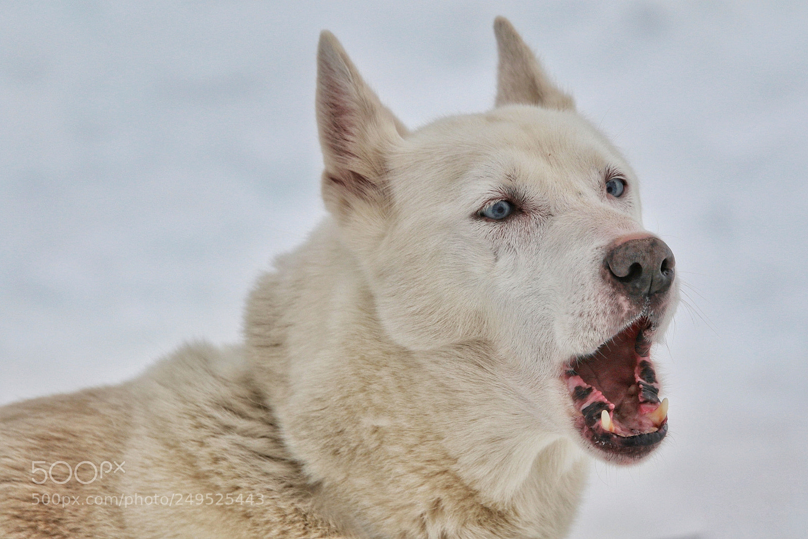 Canon EOS 7D Mark II sample photo. All of a wolf photography