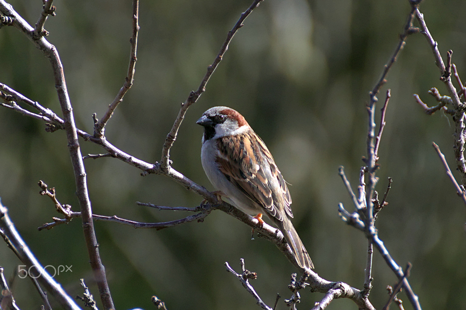 Canon EOS 77D (EOS 9000D / EOS 770D) sample photo. Sparrow photography