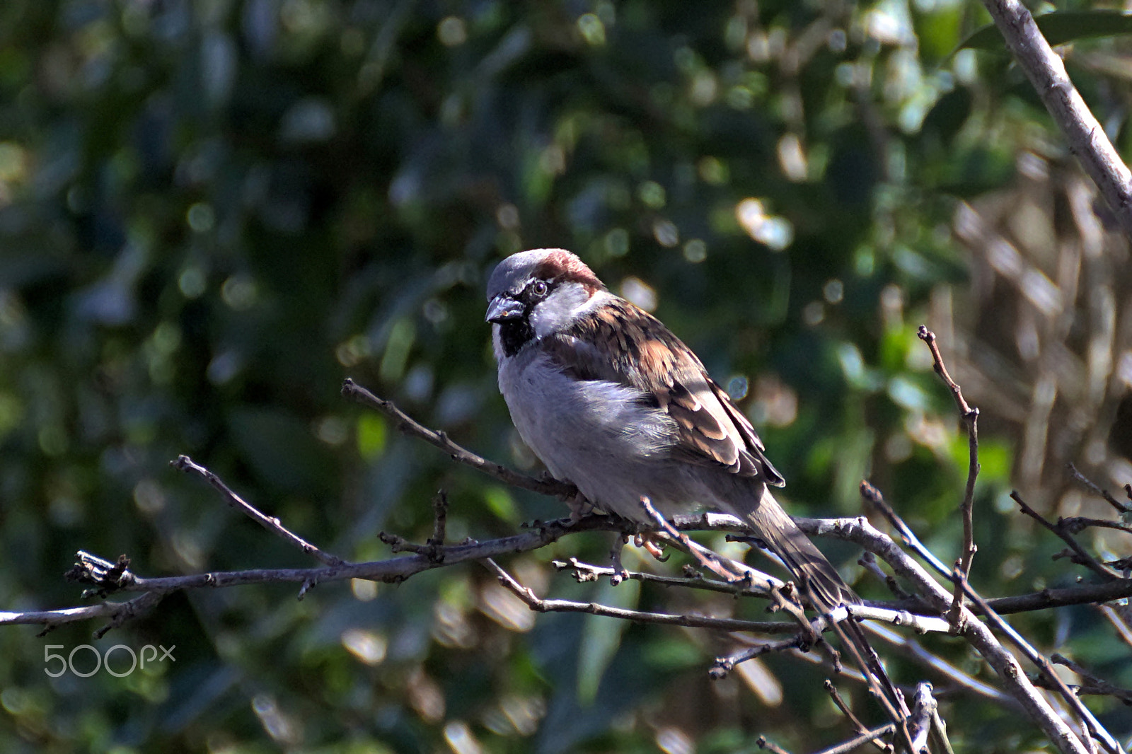 Canon EOS 77D (EOS 9000D / EOS 770D) sample photo. Sparrow photography