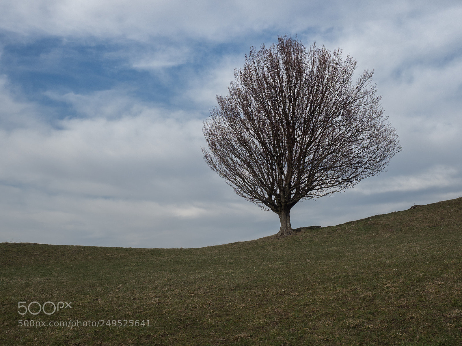 Olympus OM-D E-M5 II sample photo. A lonely tree on photography