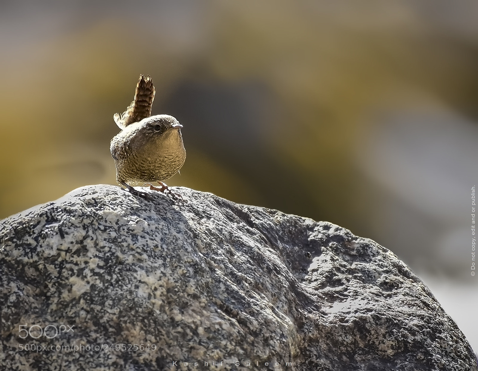 Nikon D7200 sample photo. Winter wren photography