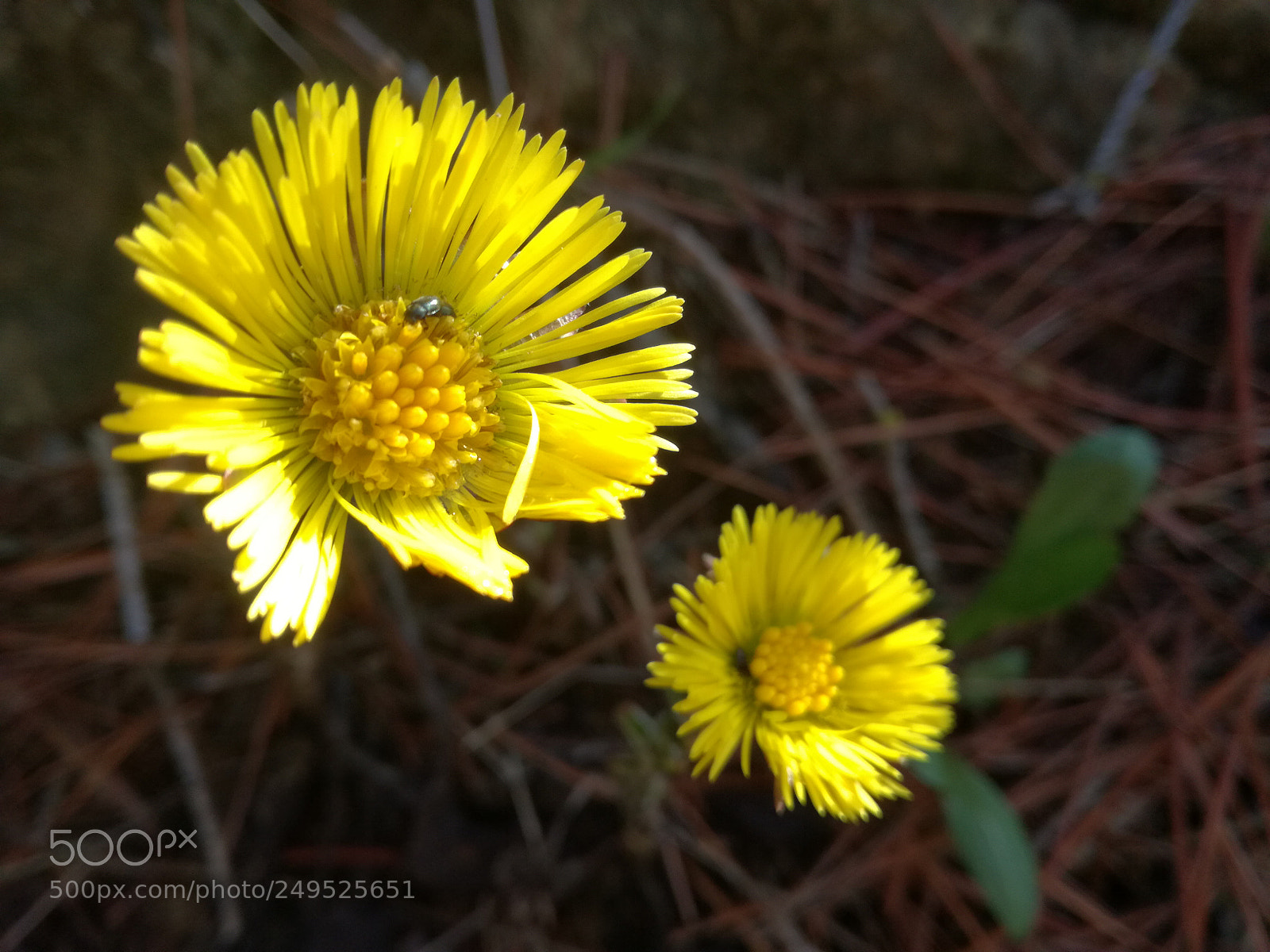 HUAWEI P9 LITE sample photo. Piccolo fiore photography