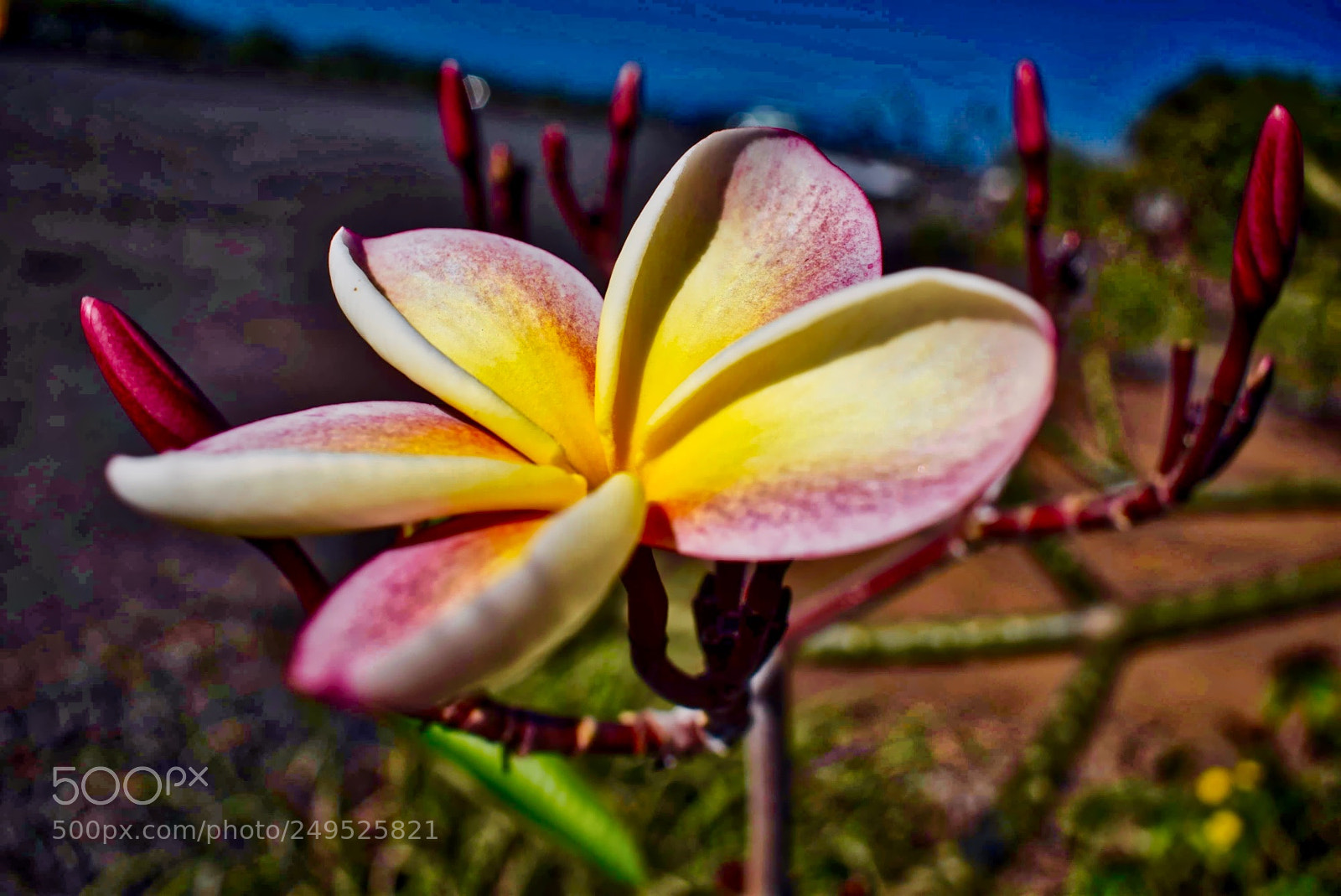 Nikon D5300 sample photo. Plumeria blossom photography