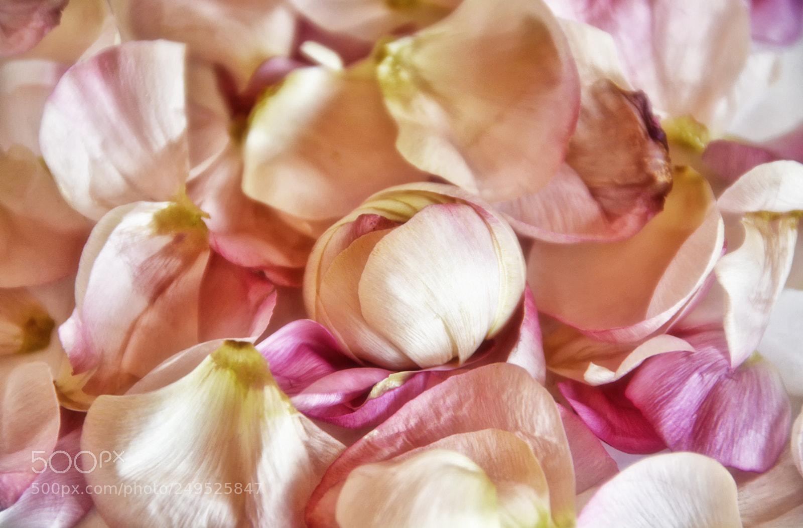 Nikon D5200 sample photo. Petals photography