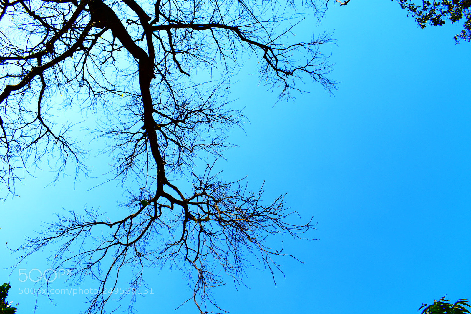 Nikon D3400 sample photo. Sky root photography