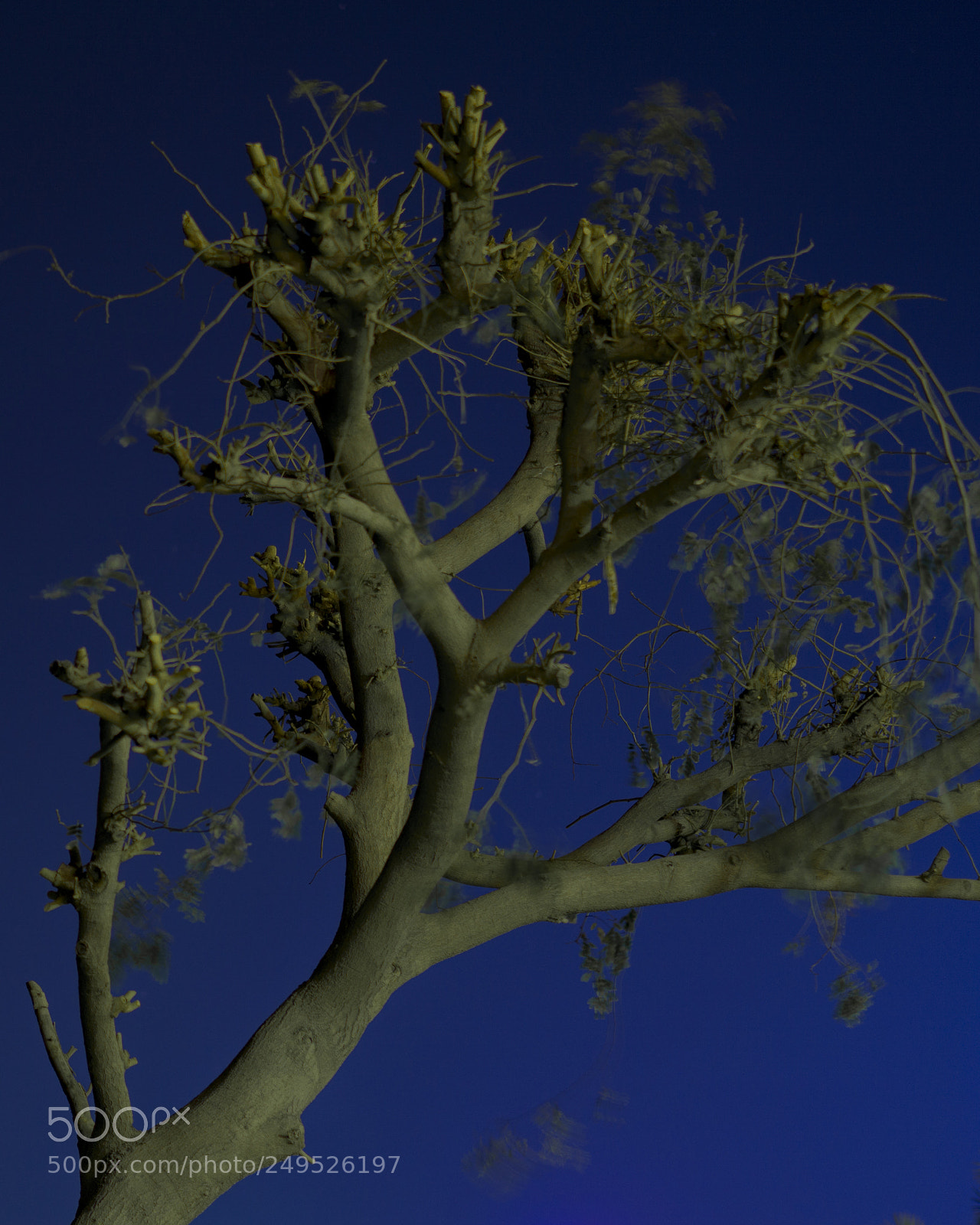 Sony a6000 sample photo. Tree photography