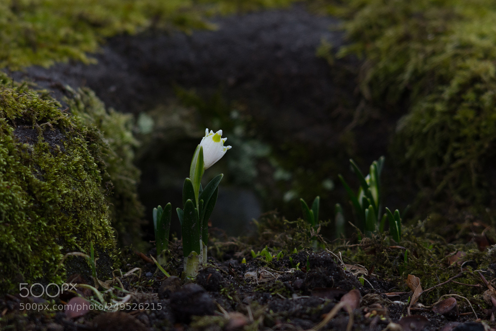 Nikon D7200 sample photo. Spring photography