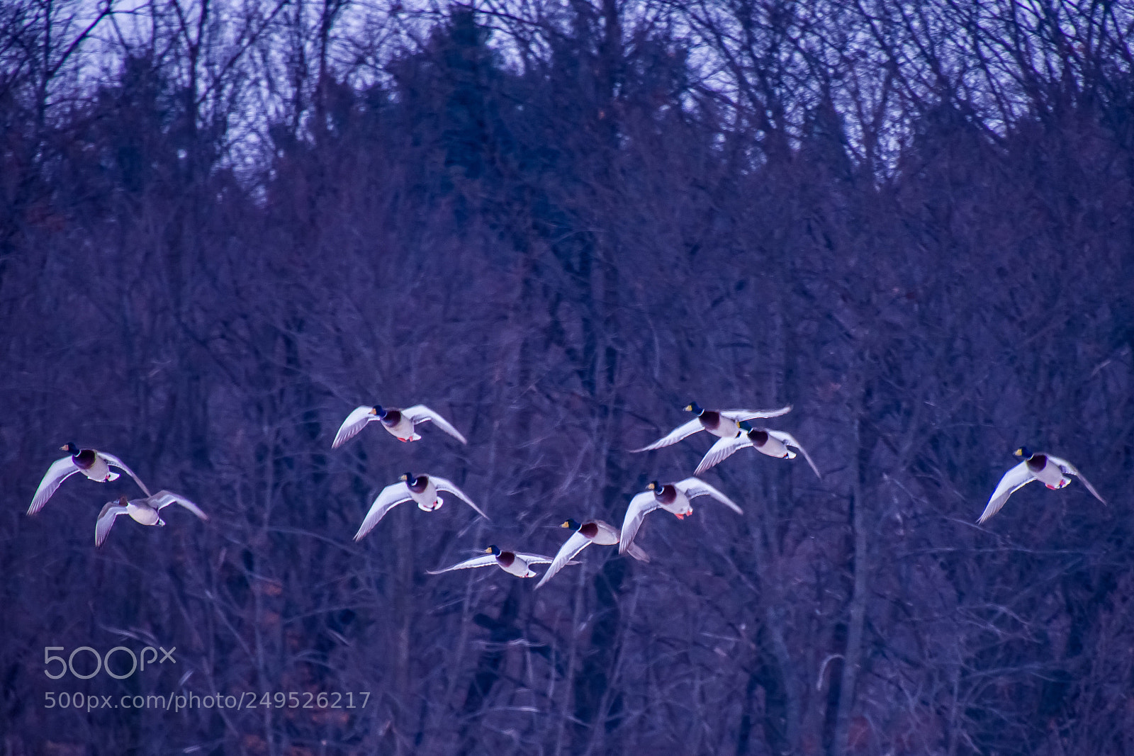 Nikon D3400 sample photo. Flying geese photography