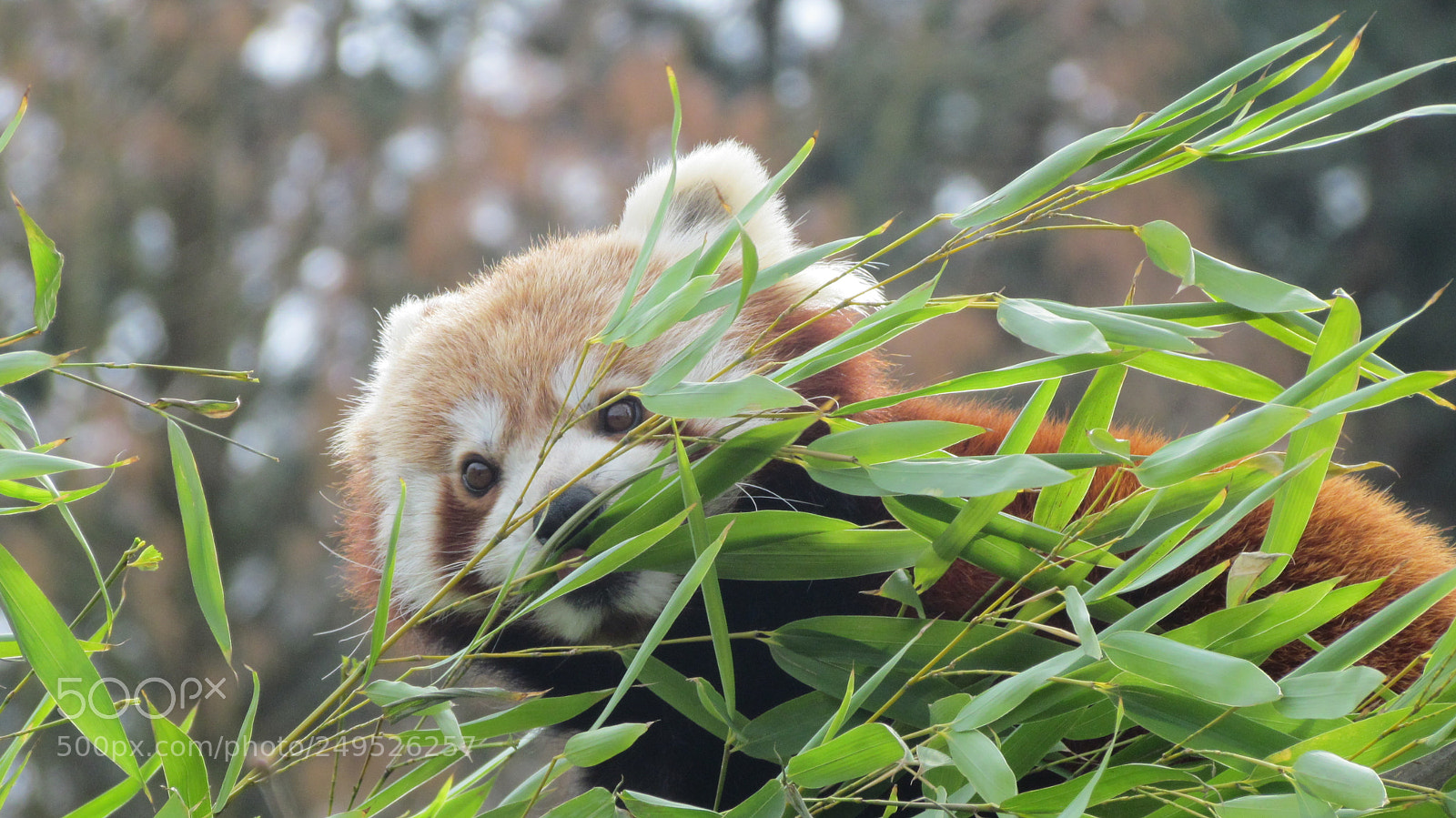 Canon PowerShot SX30 IS sample photo. Kleiner panda photography