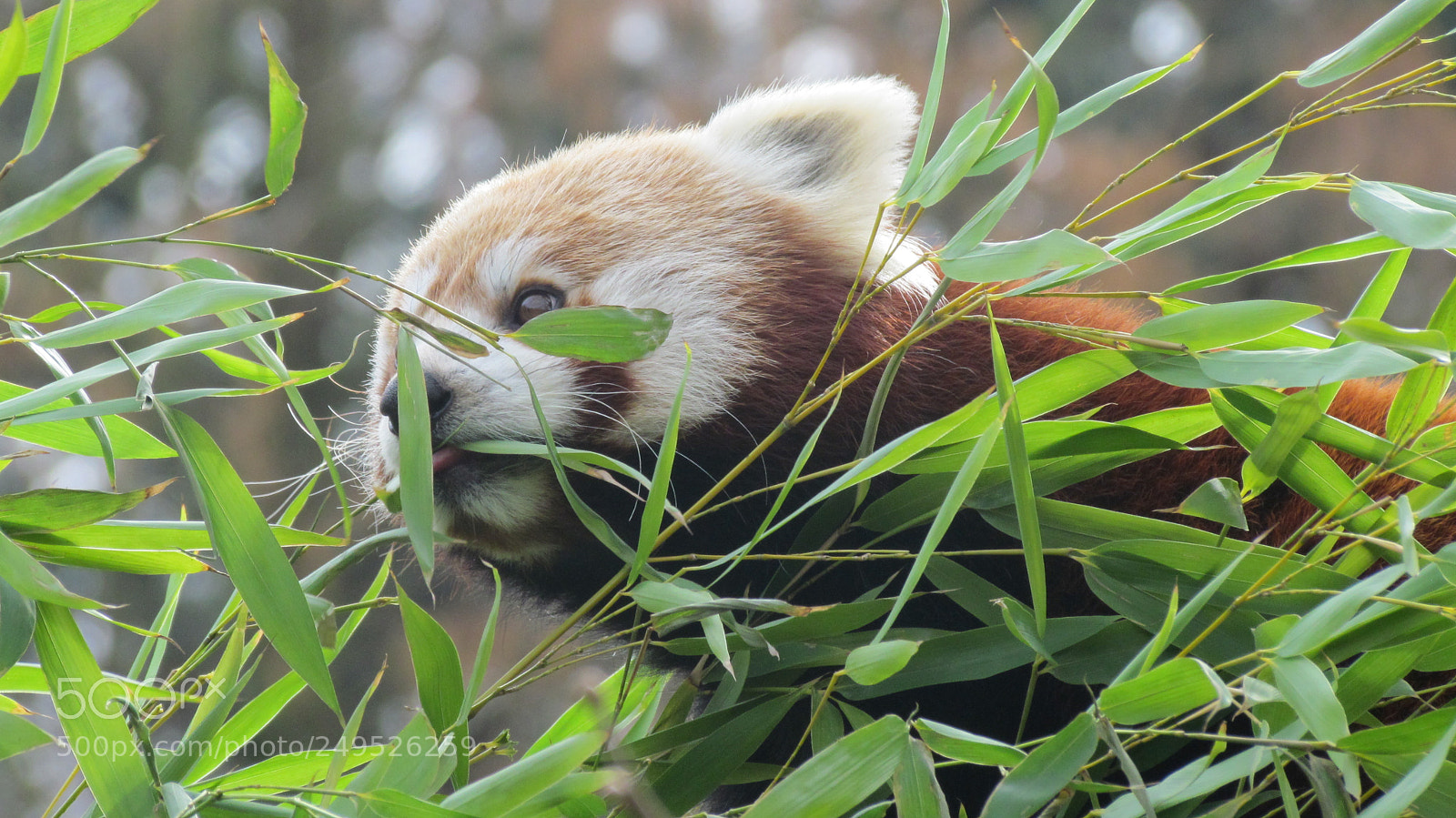 Canon PowerShot SX30 IS sample photo. Kleiner panda photography