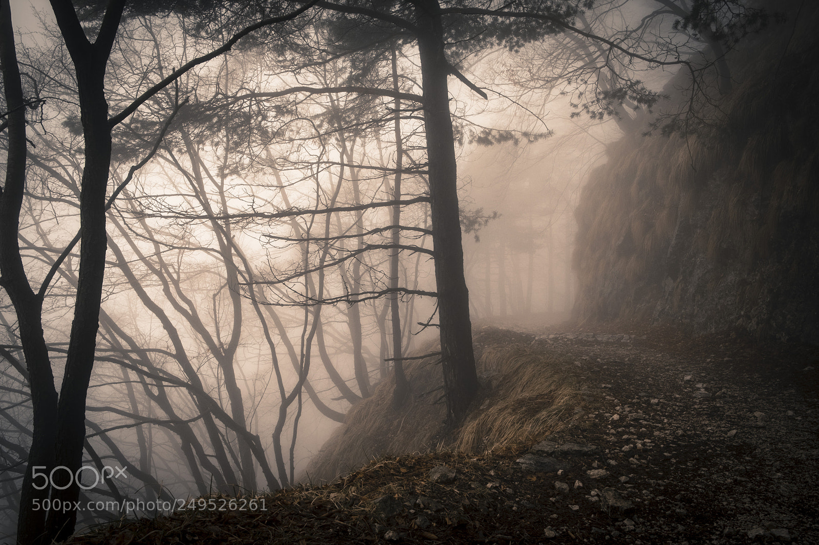 Fujifilm X-Pro2 sample photo. Misty morning photography