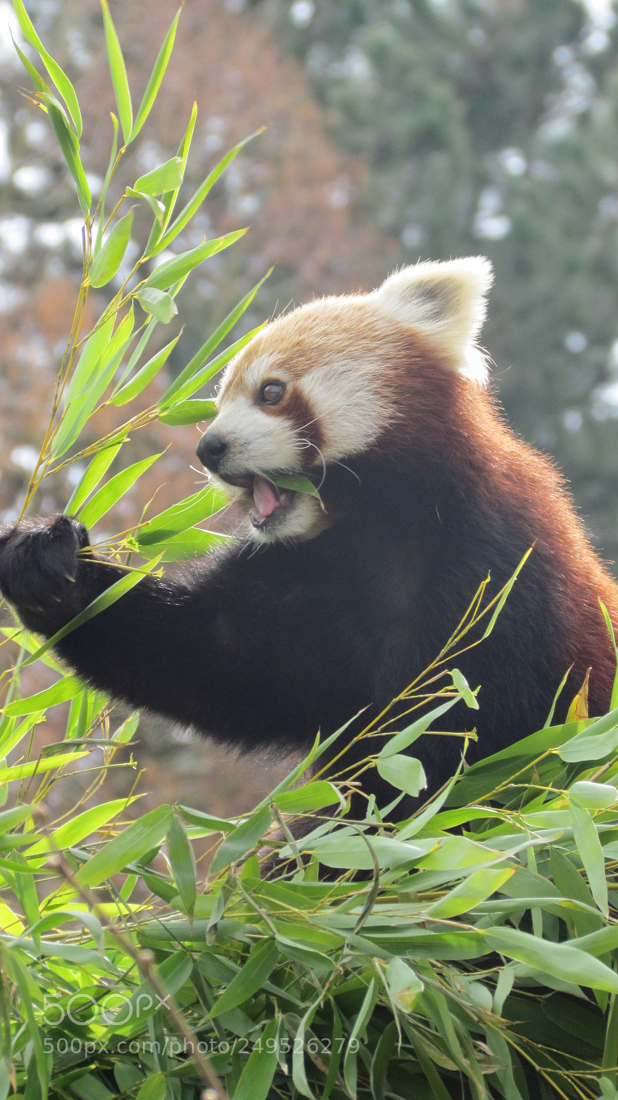 Canon PowerShot SX30 IS sample photo. Kleiner panda photography