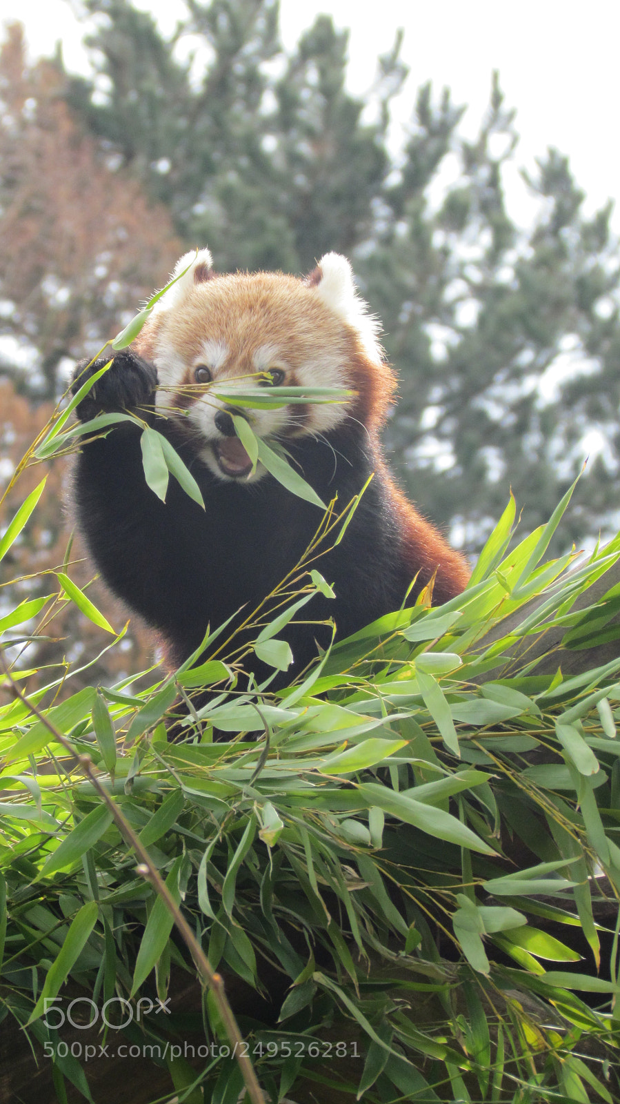 Canon PowerShot SX30 IS sample photo. Kleiner panda photography