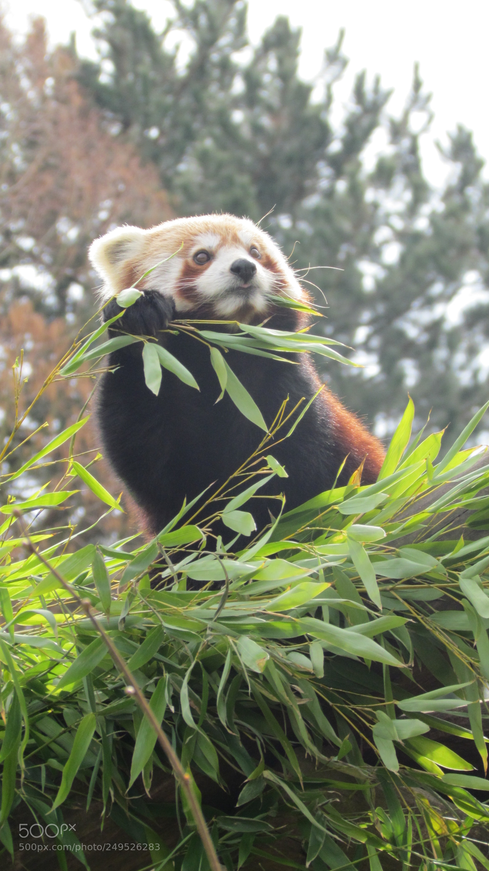 Canon PowerShot SX30 IS sample photo. Kleiner panda photography