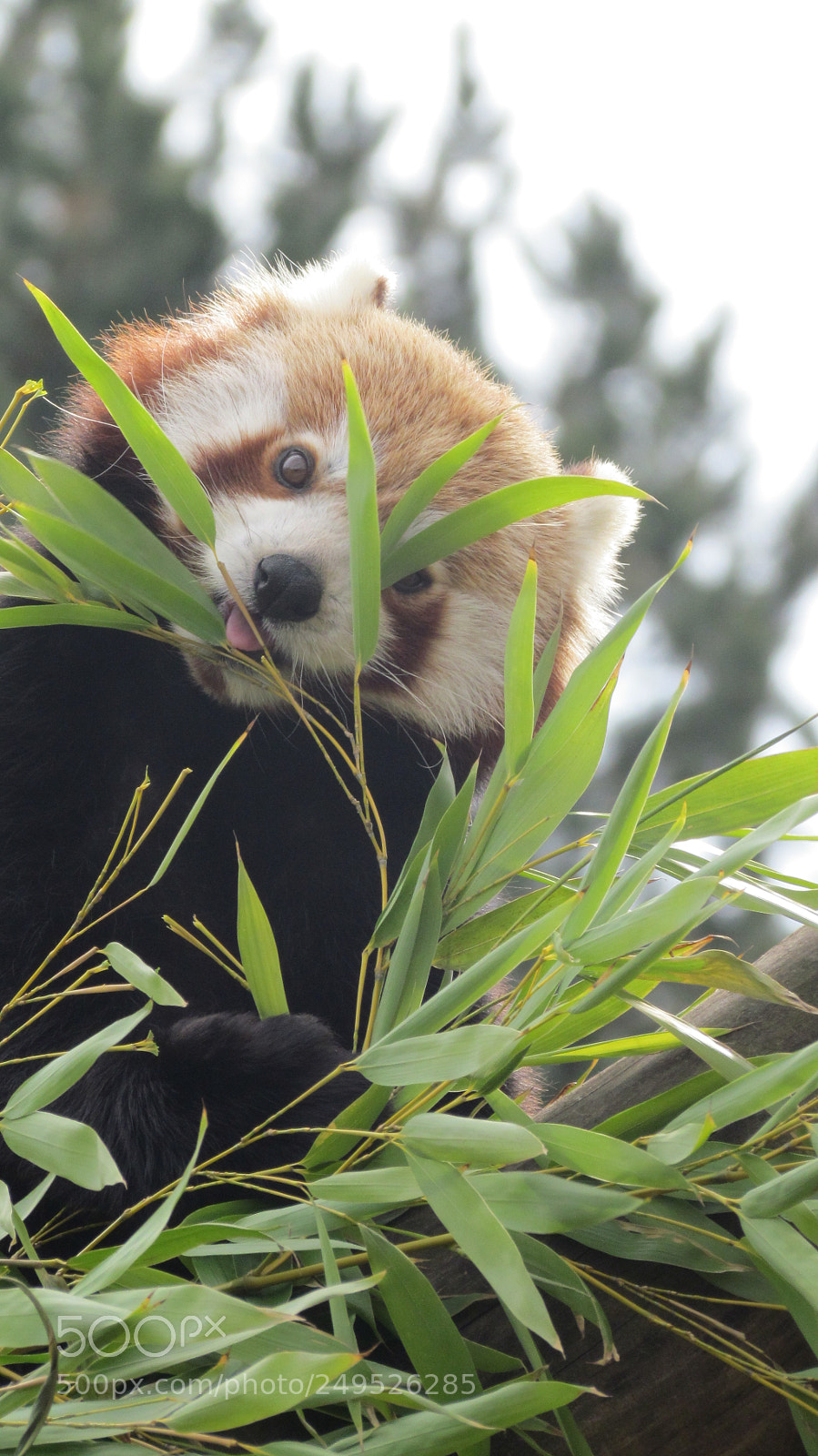 Canon PowerShot SX30 IS sample photo. Kleiner panda photography