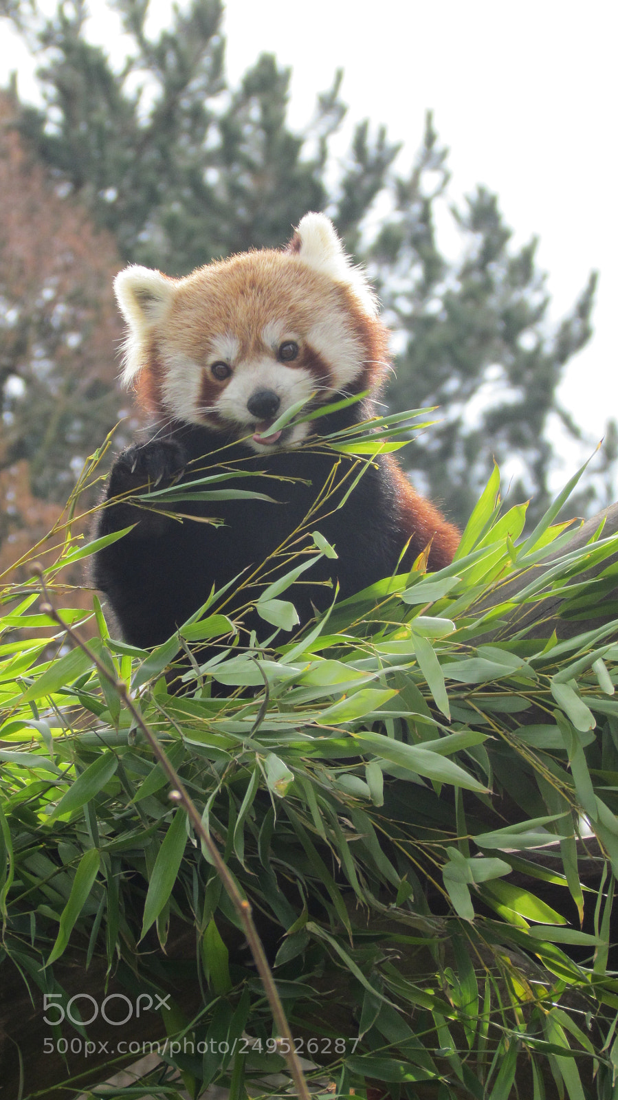 Canon PowerShot SX30 IS sample photo. Kleiner panda photography