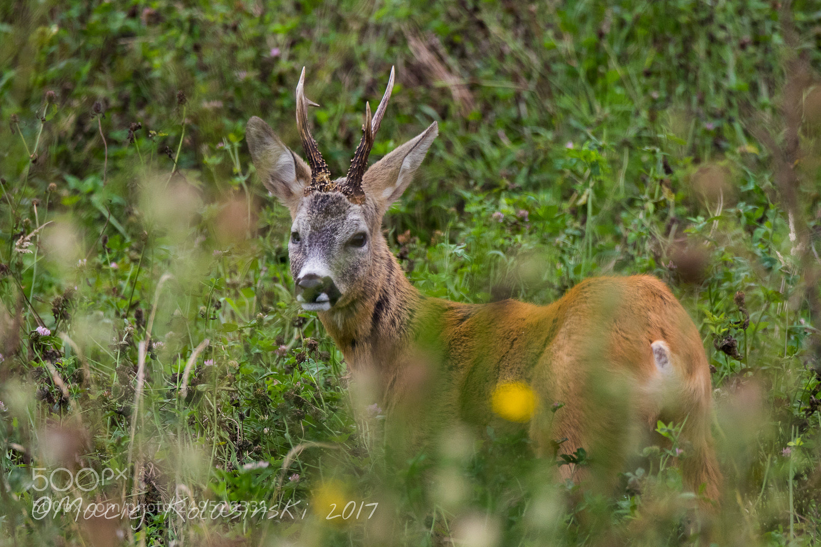 Canon EOS 7D Mark II sample photo. Roe deer buck int photography