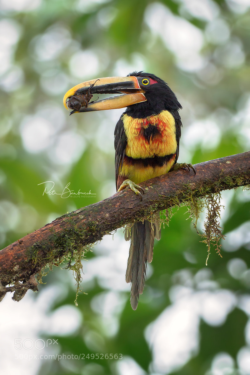 Olympus OM-D E-M1 Mark II sample photo. Pale-billed aracari | ecuador photography