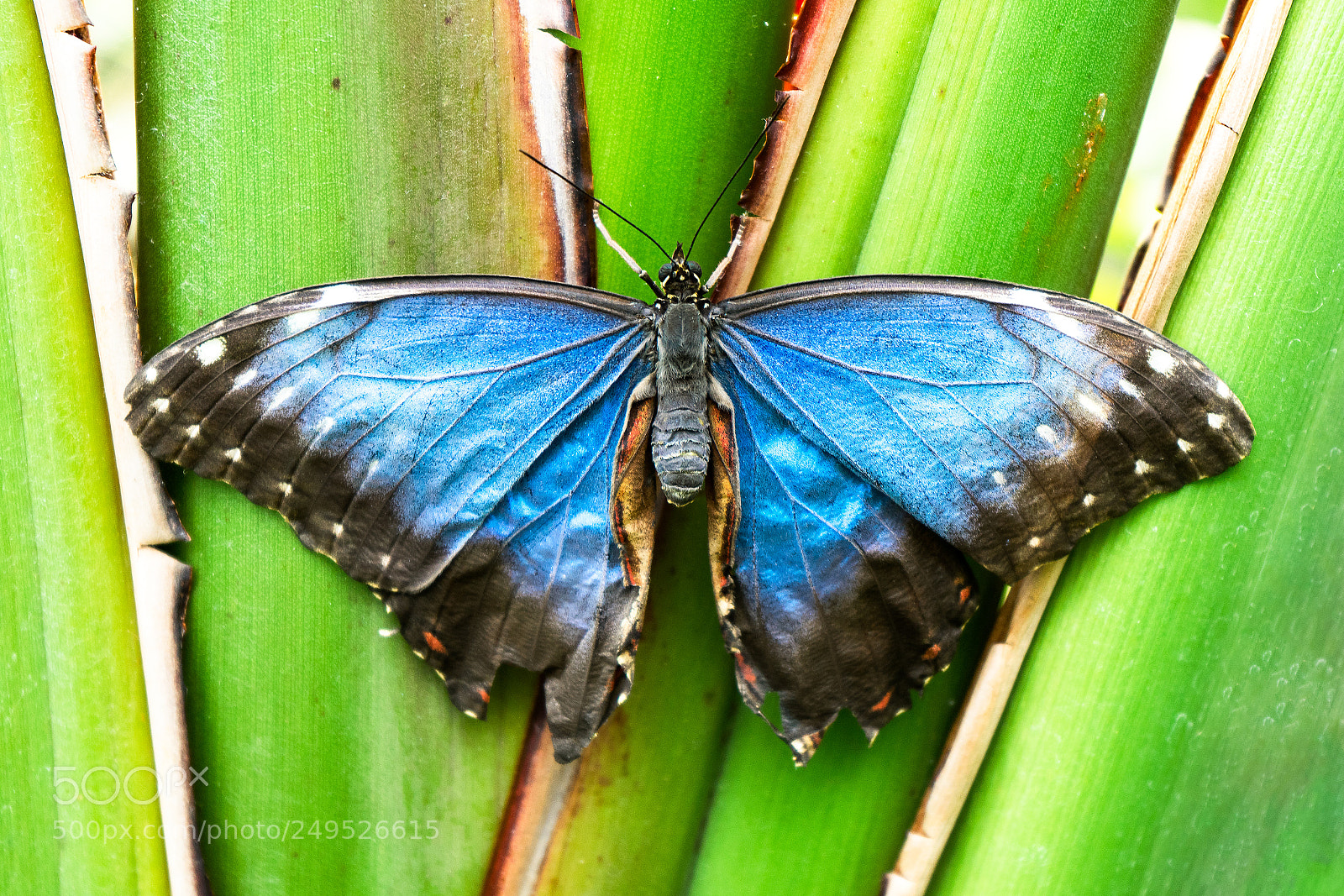 Sony a7 II sample photo. Mariposa i 2018 photography
