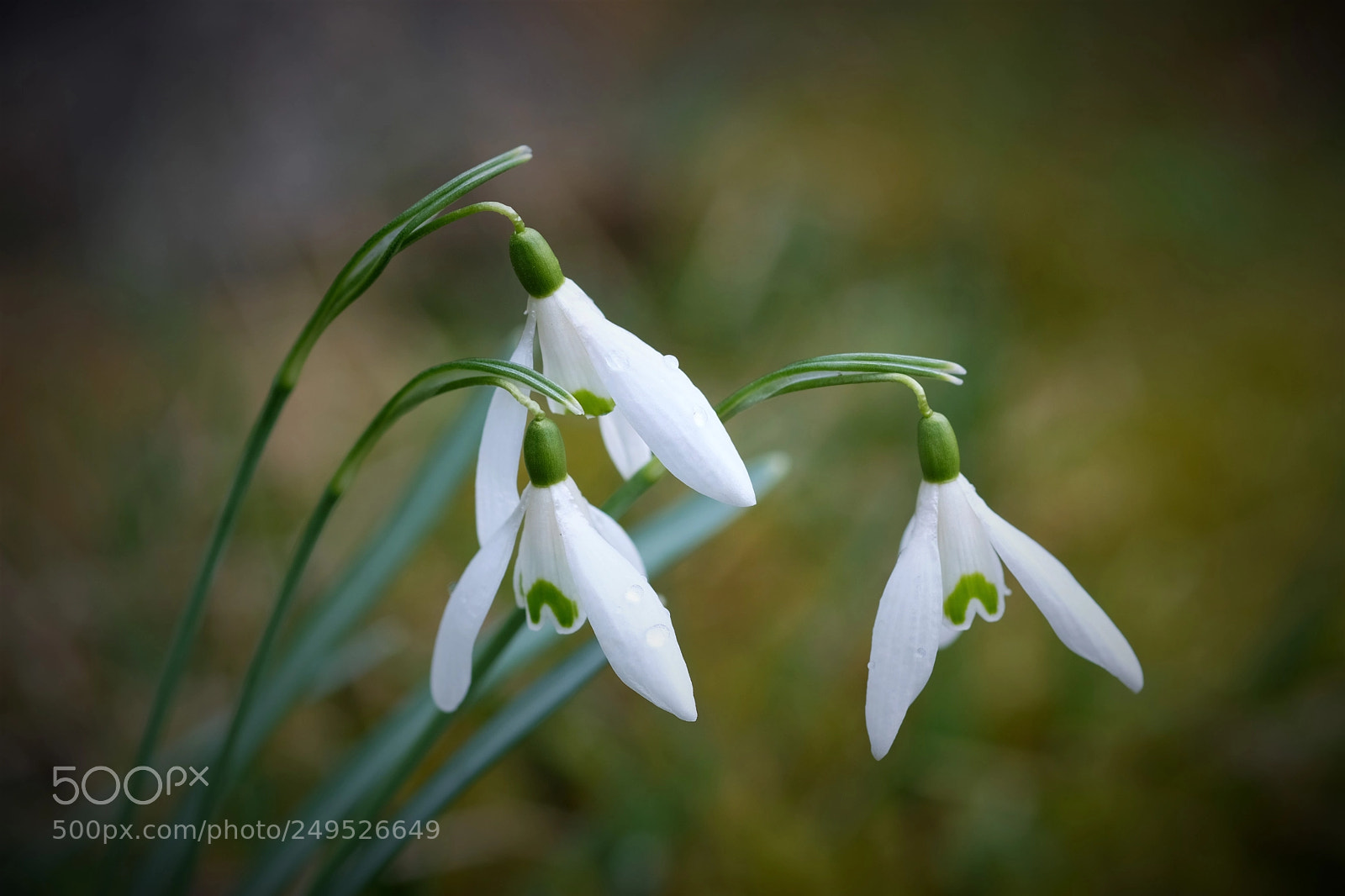 Fujifilm X-T20 sample photo. Frühlingsboten photography