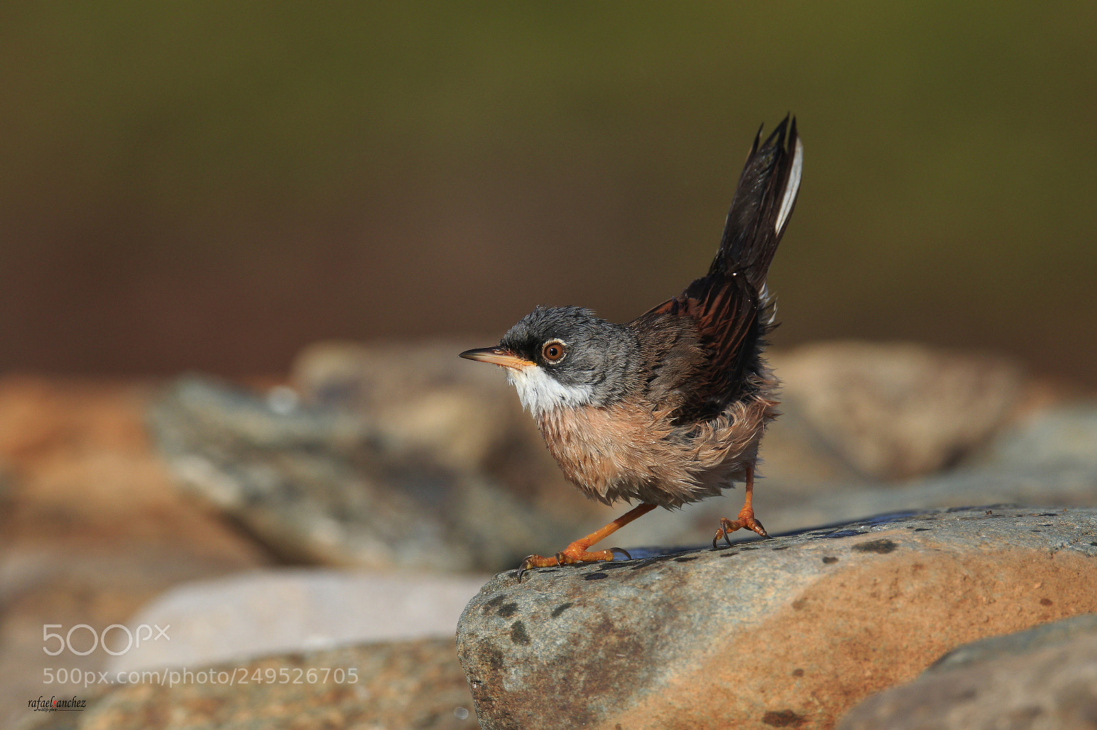 Canon EOS 7D Mark II sample photo. Curruca tomillera - spectacled photography