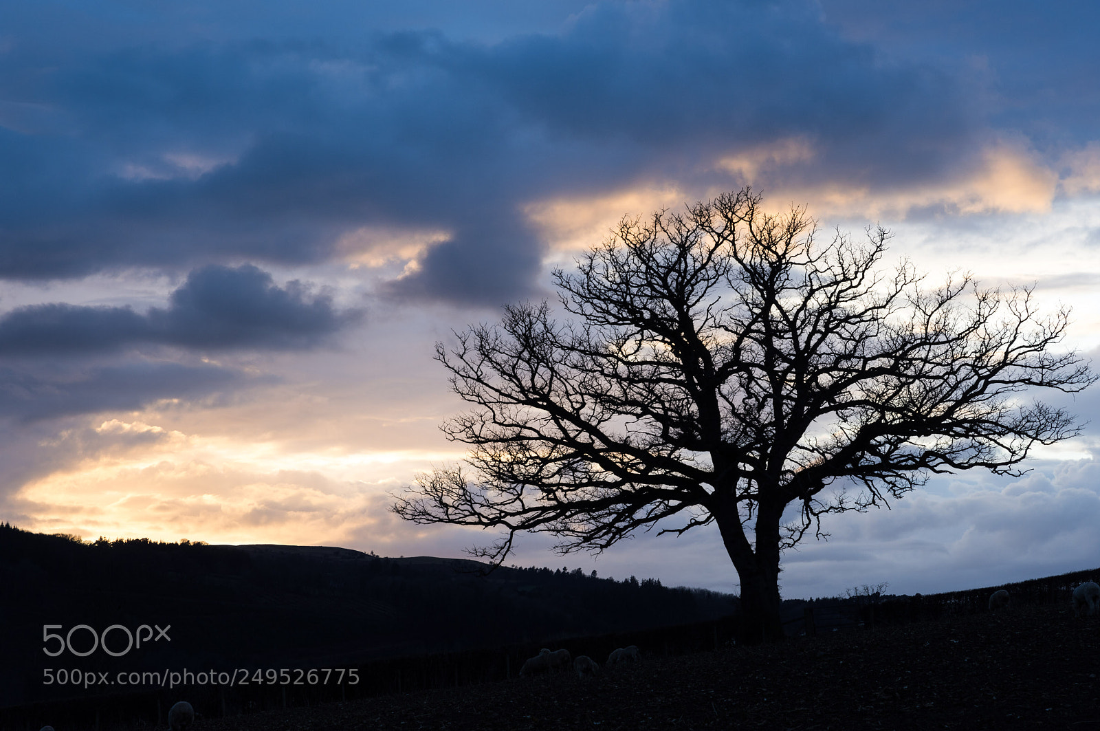Nikon D7200 sample photo. Sunset silhouette photography