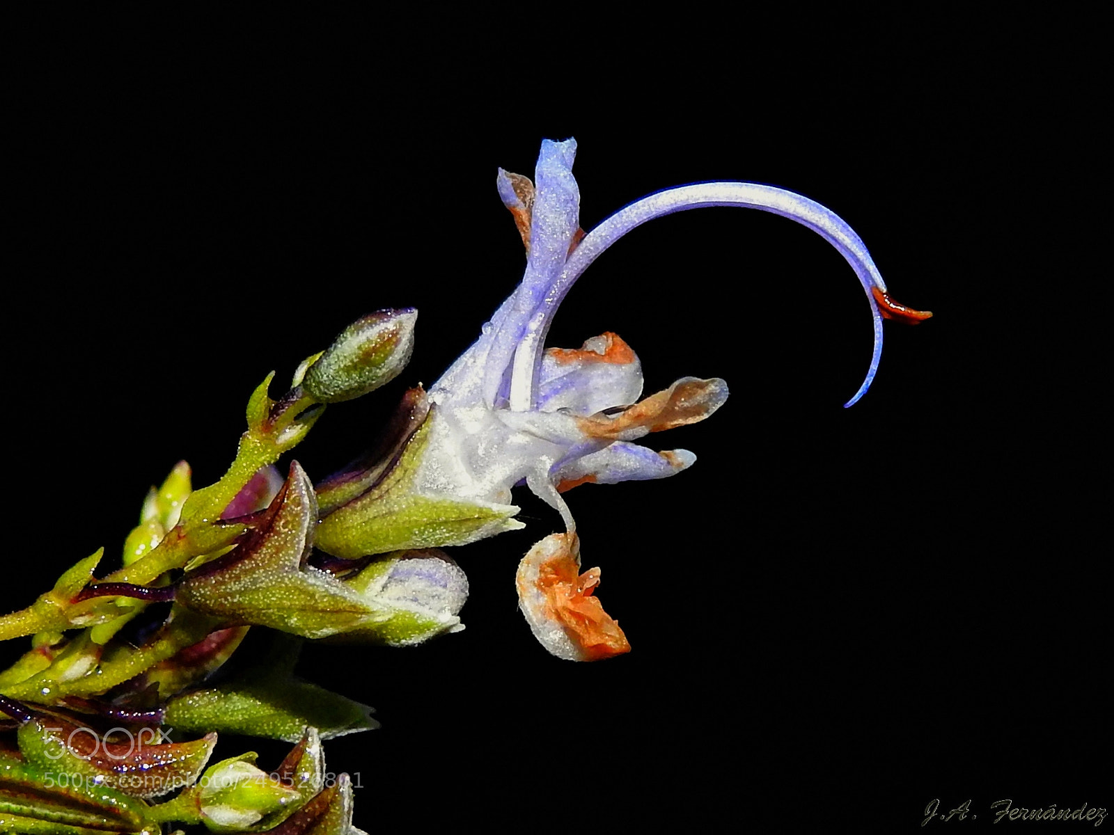 Nikon Coolpix P900 sample photo. Rosemary flower (rosmarinus officinalis) photography