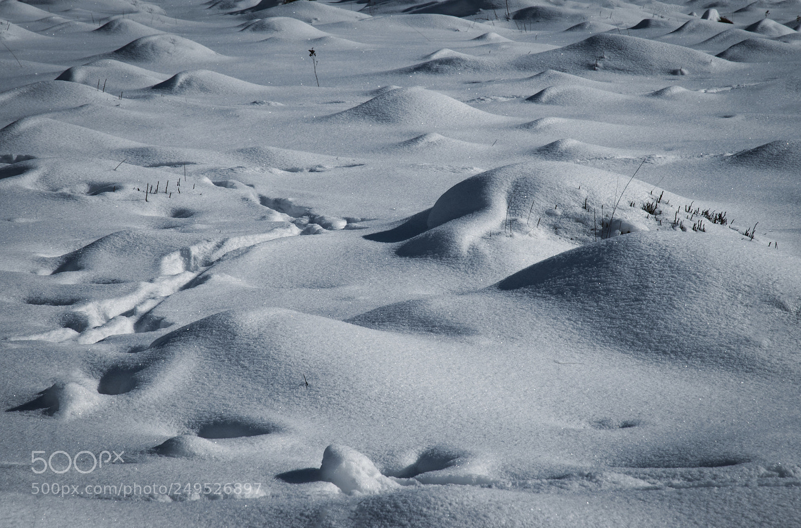 Nikon D5500 sample photo. Snow covers anthill photography