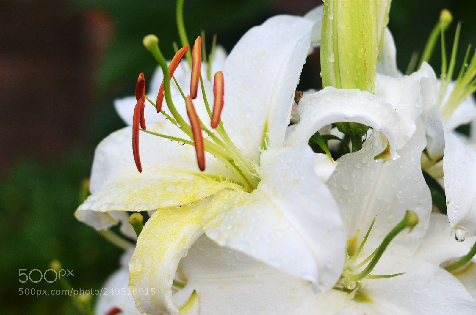 Nikon D5100 sample photo. Oriental lily, found in photography
