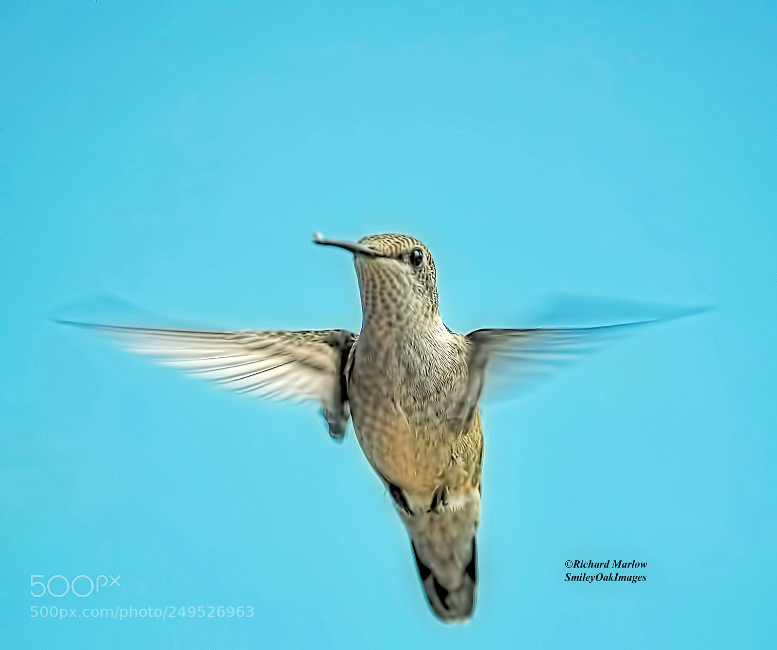 Nikon D5000 sample photo. Hummingbird photography