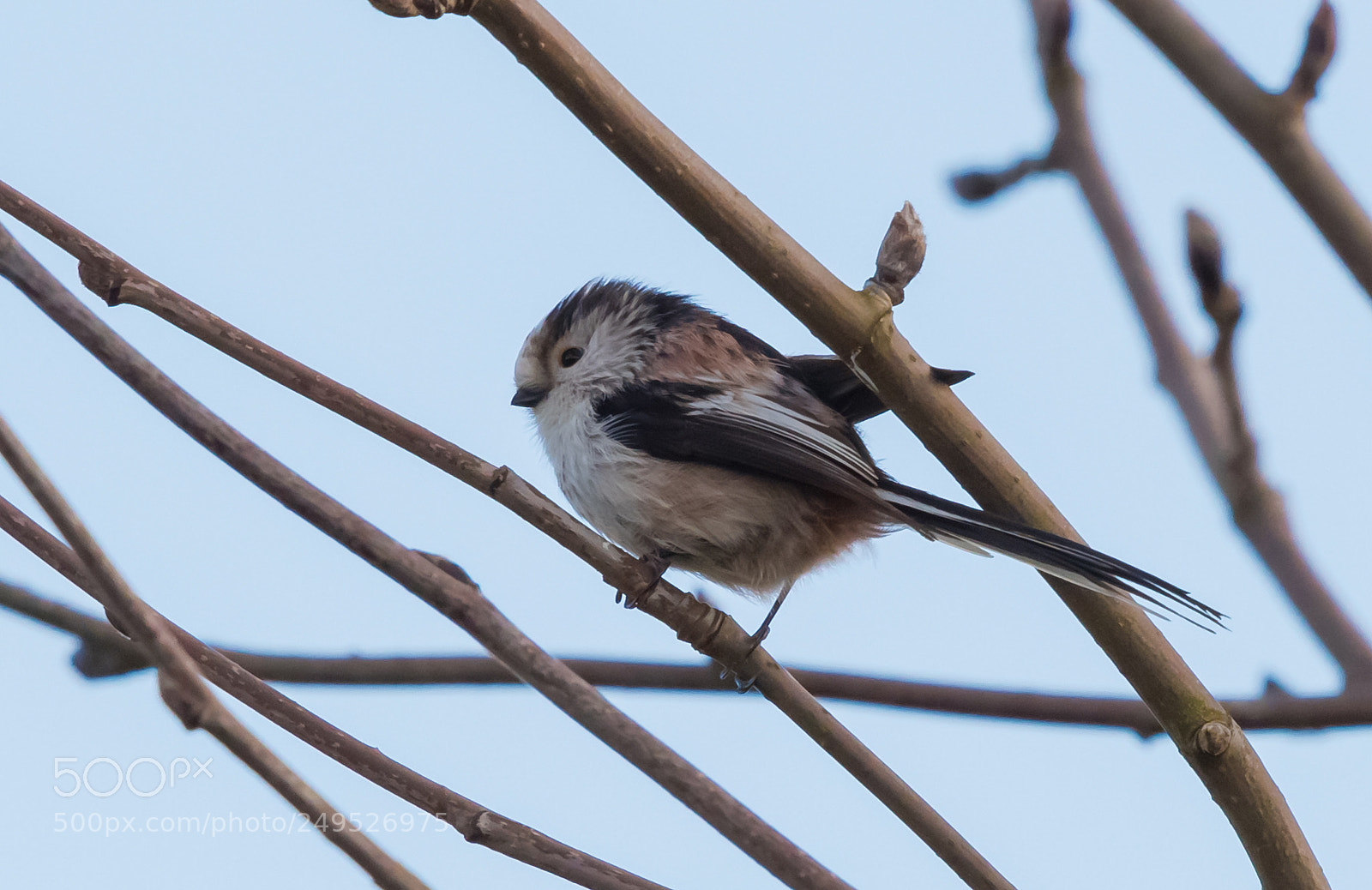 Nikon D500 sample photo. Long tailed tit photography