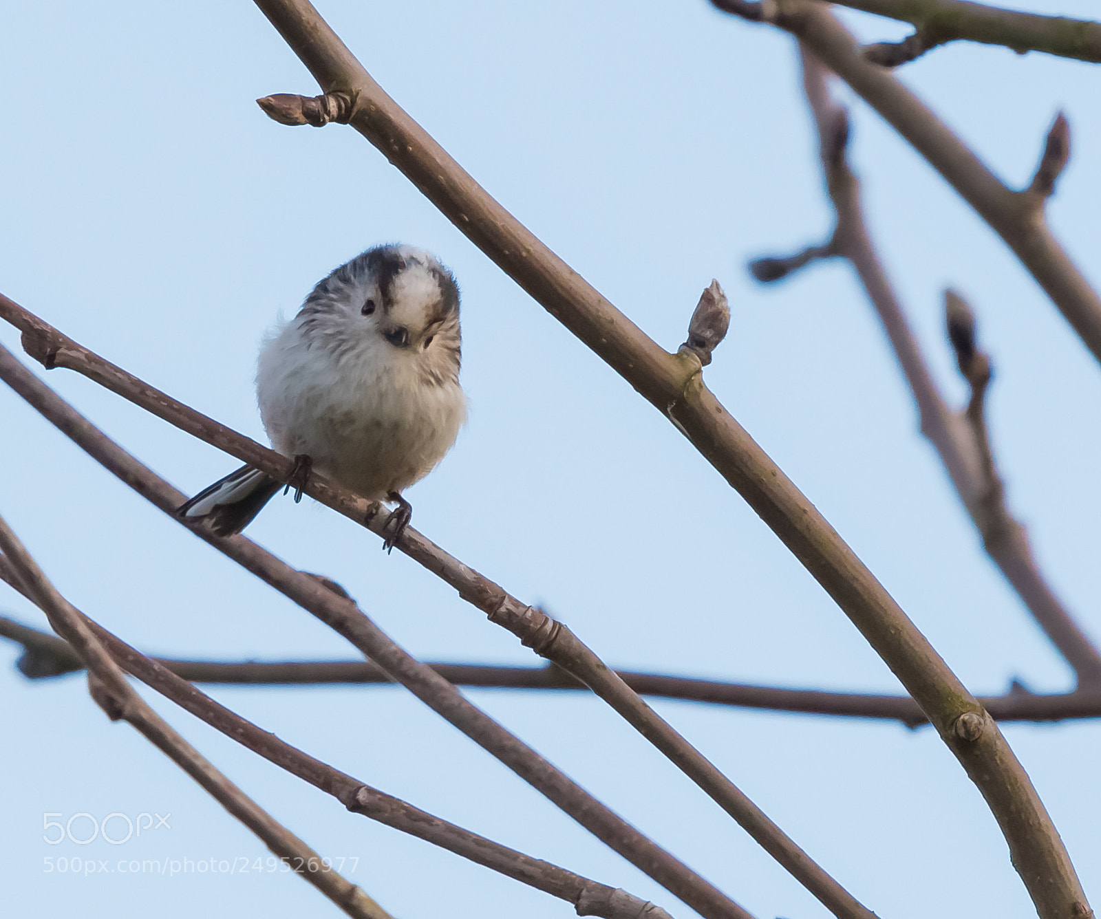 Nikon D500 sample photo. Long tailed tit photography