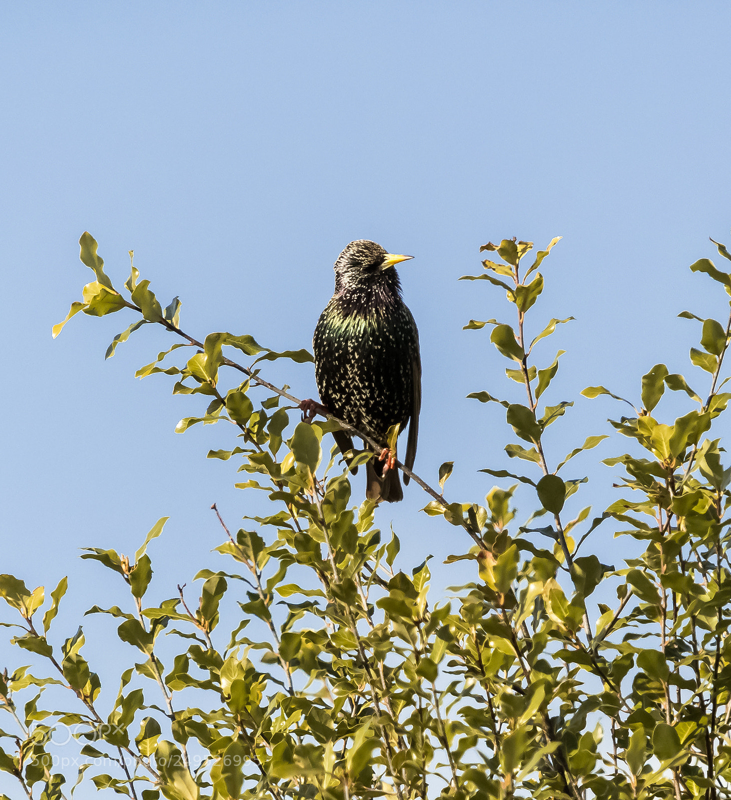 Nikon D500 sample photo. Starling photography