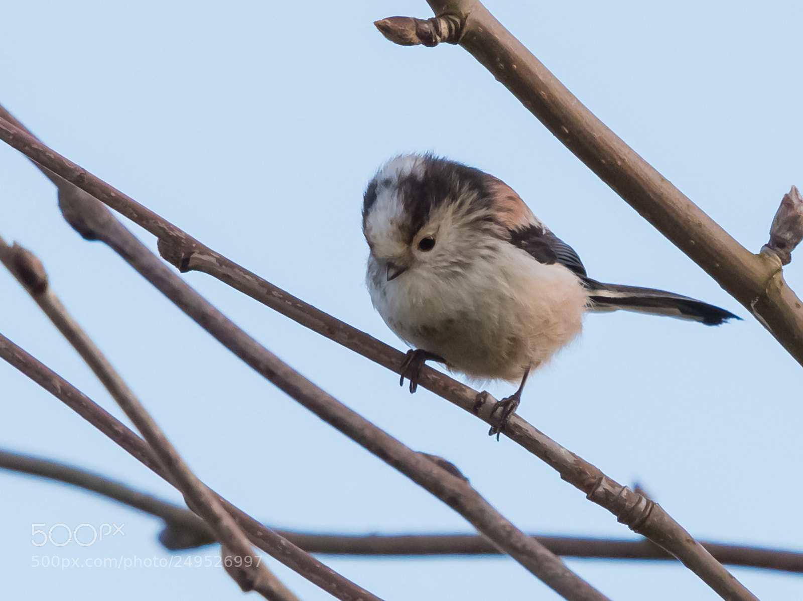 Nikon D500 sample photo. Long tailed tit. photography