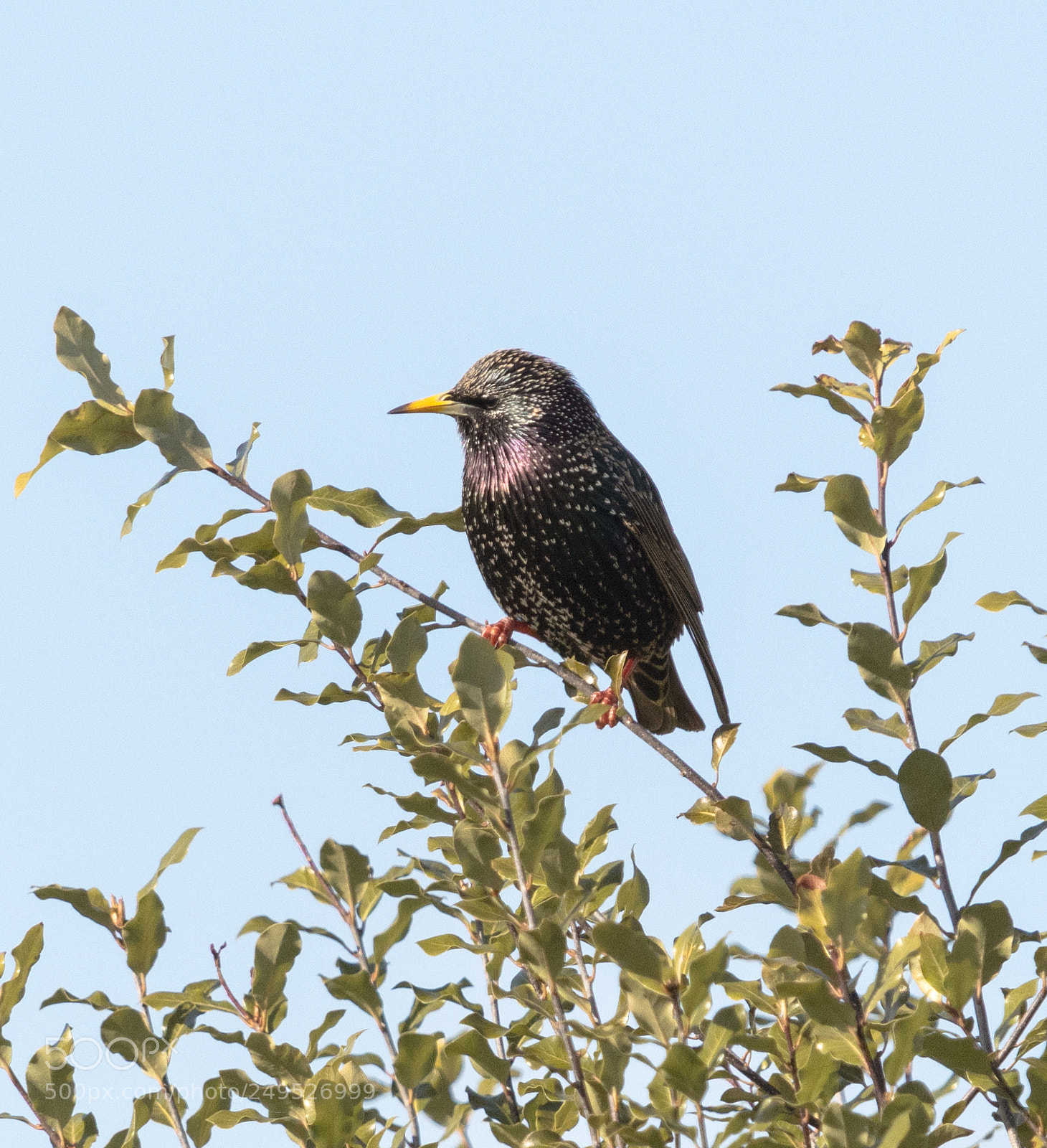 Nikon D500 sample photo. Starling photography